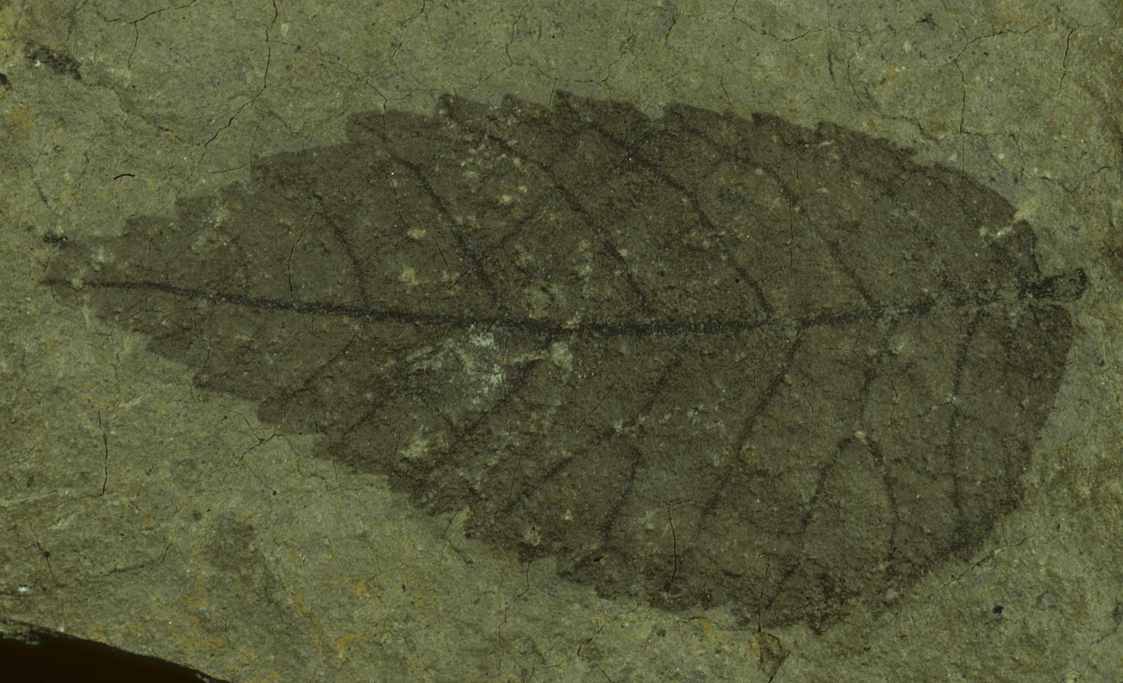 Fossil Image