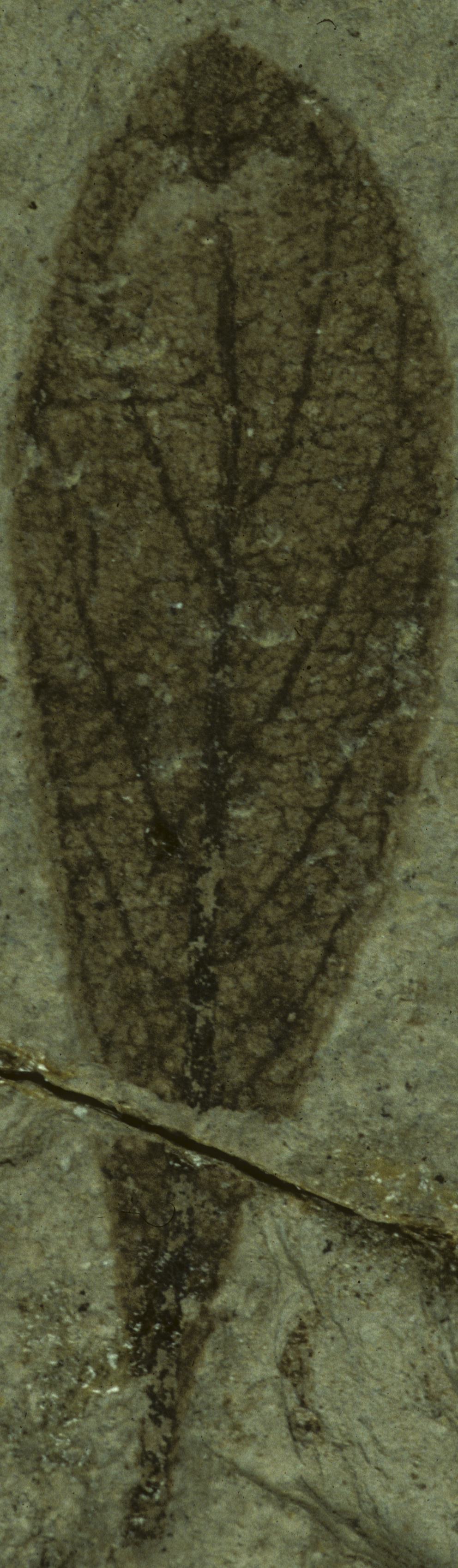 Fossil Image