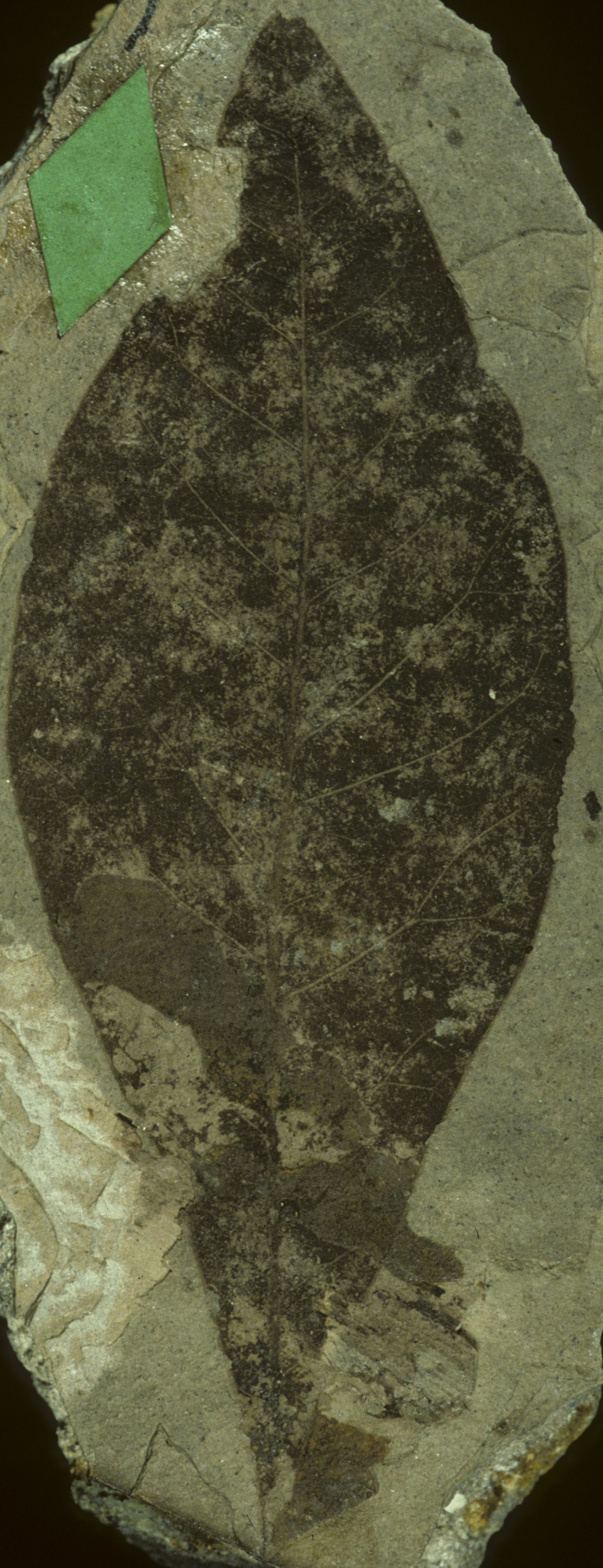 Fossil Image