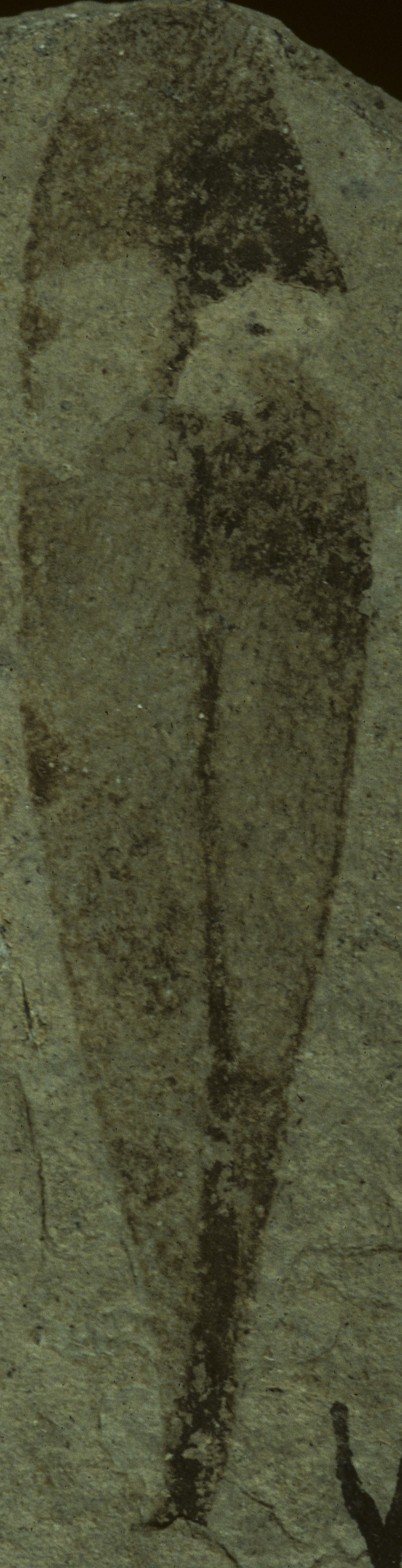 Fossil Image