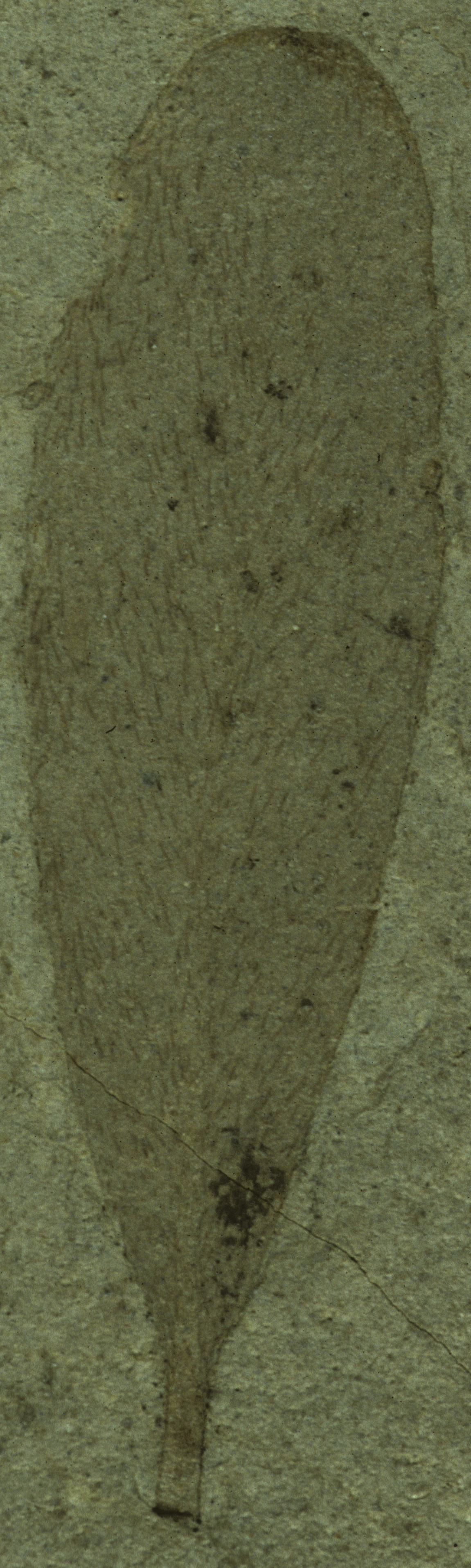 Fossil Image