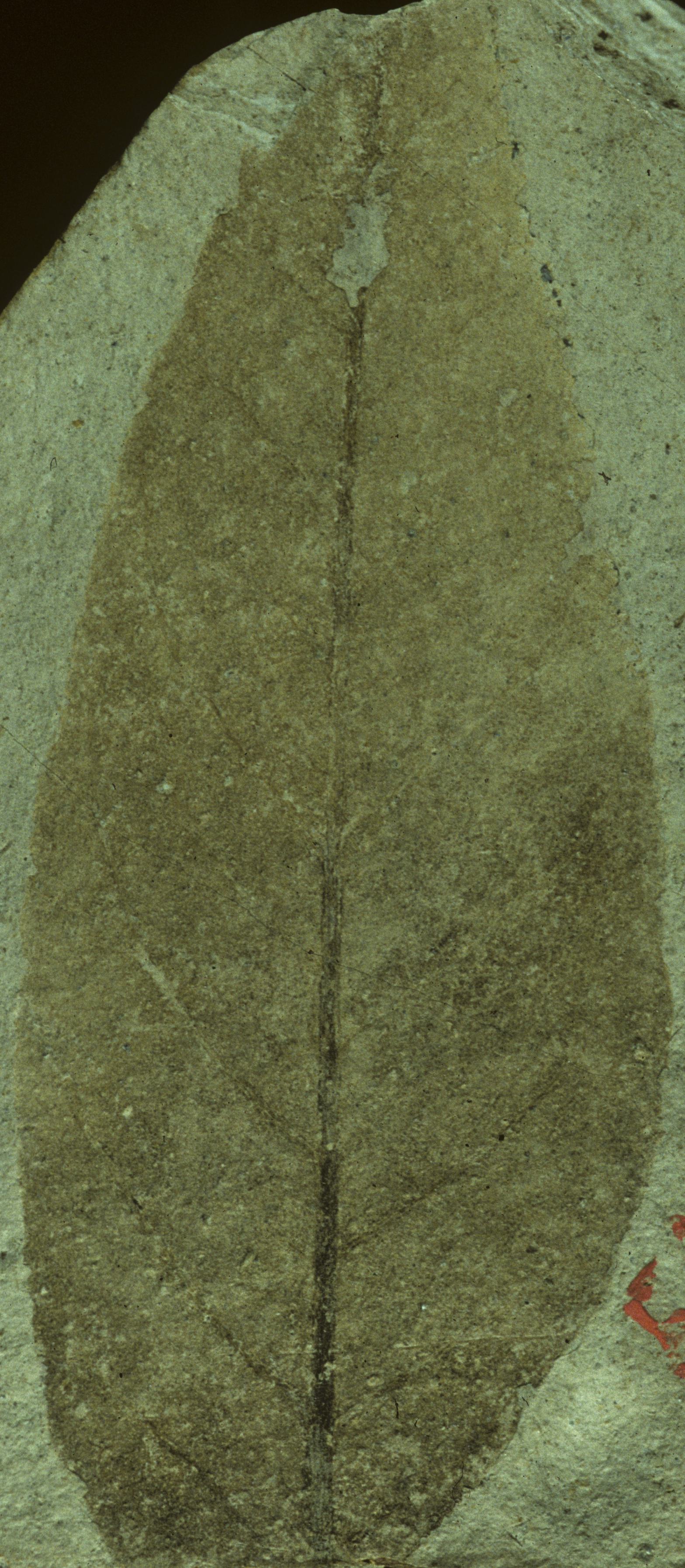 Fossil Image