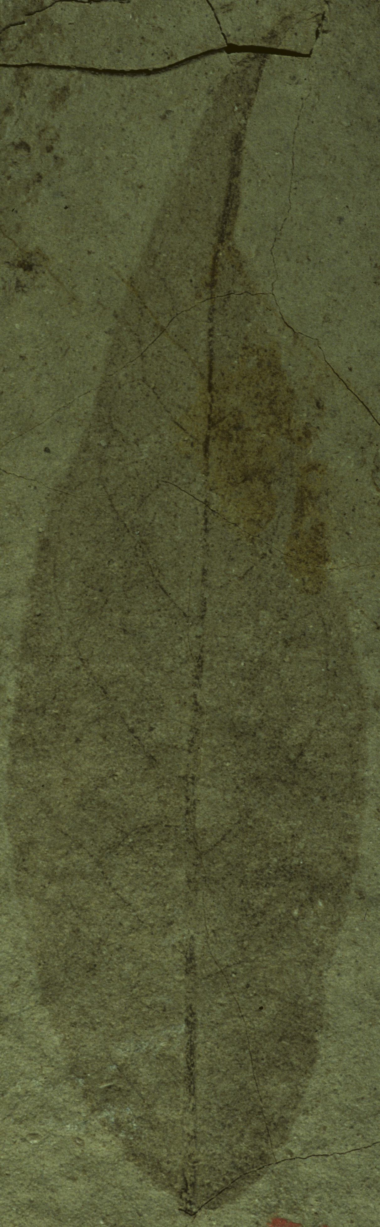 Fossil Image