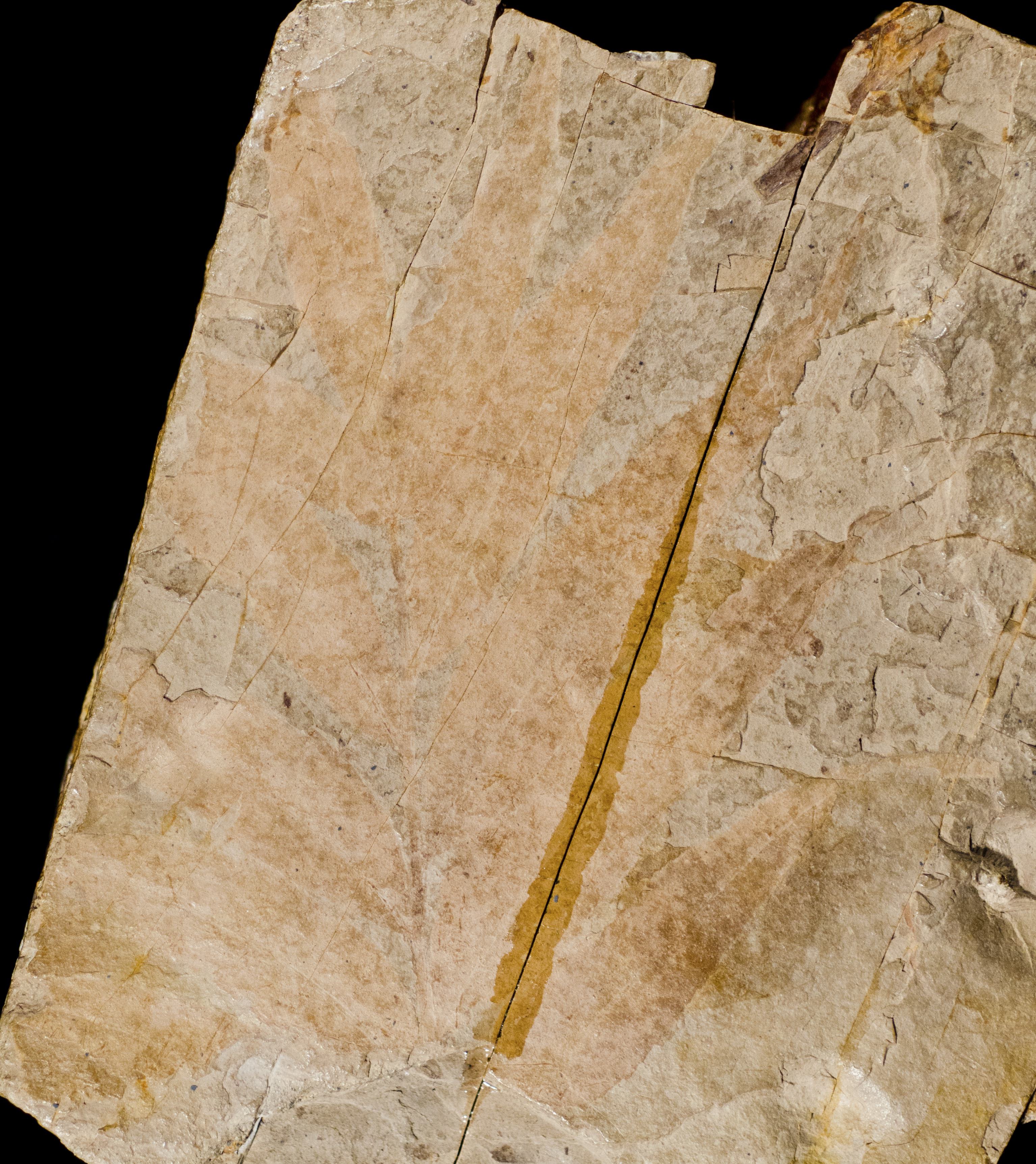 Sample 1 Image