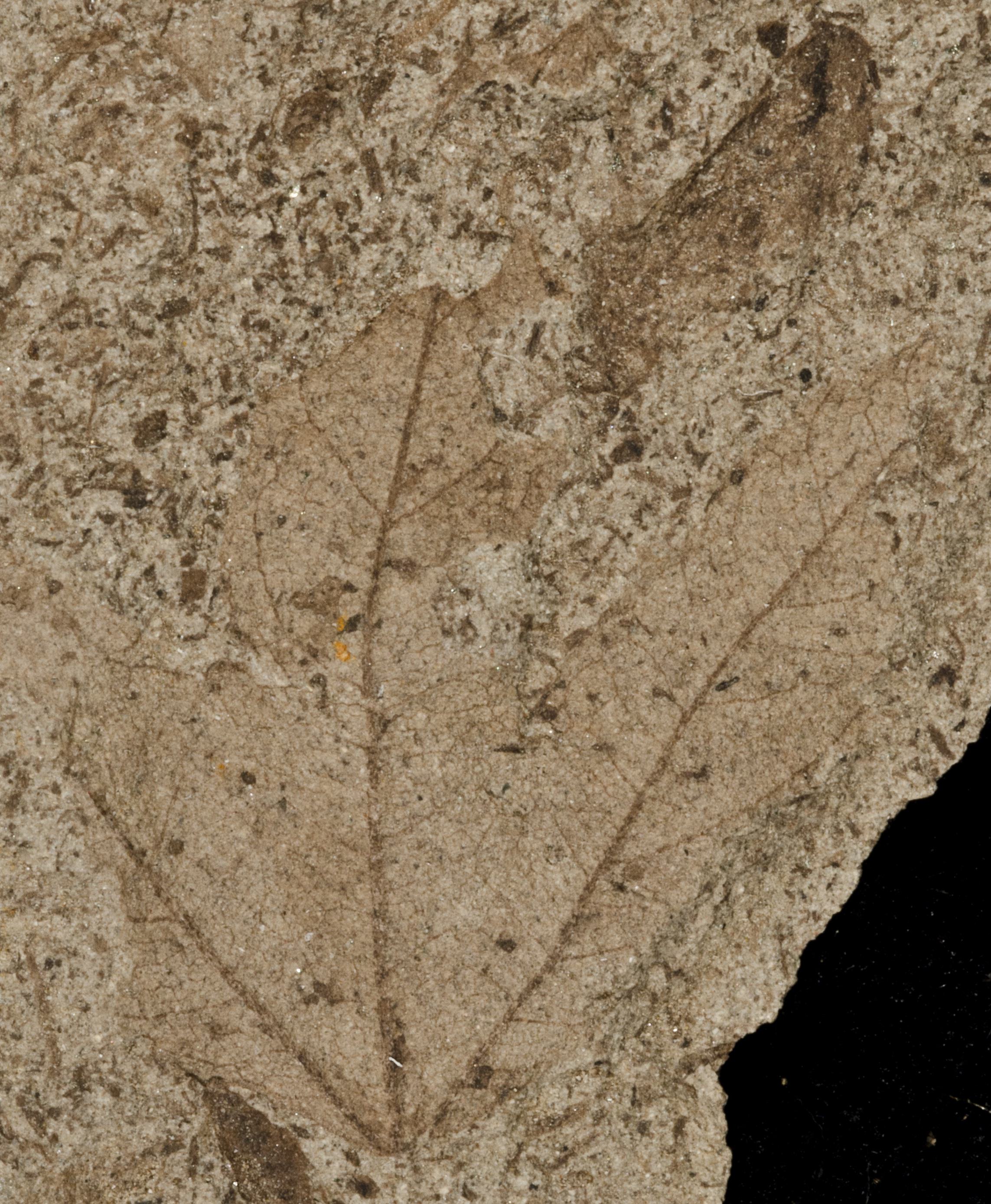 Fossil Image