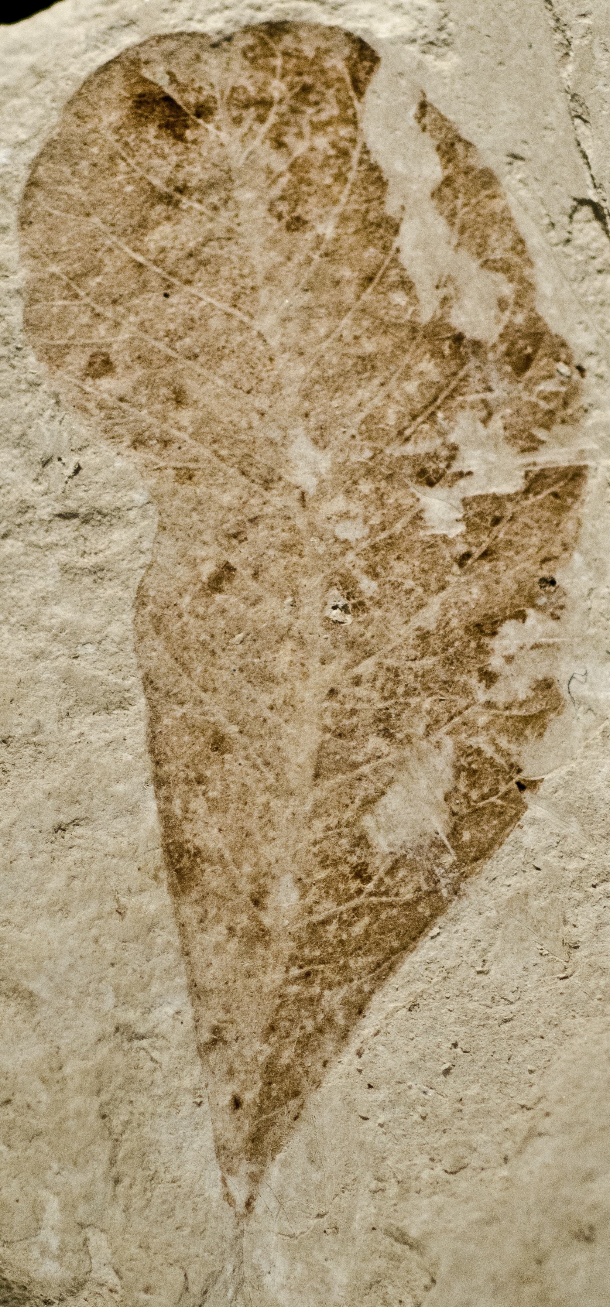 Fossil Image