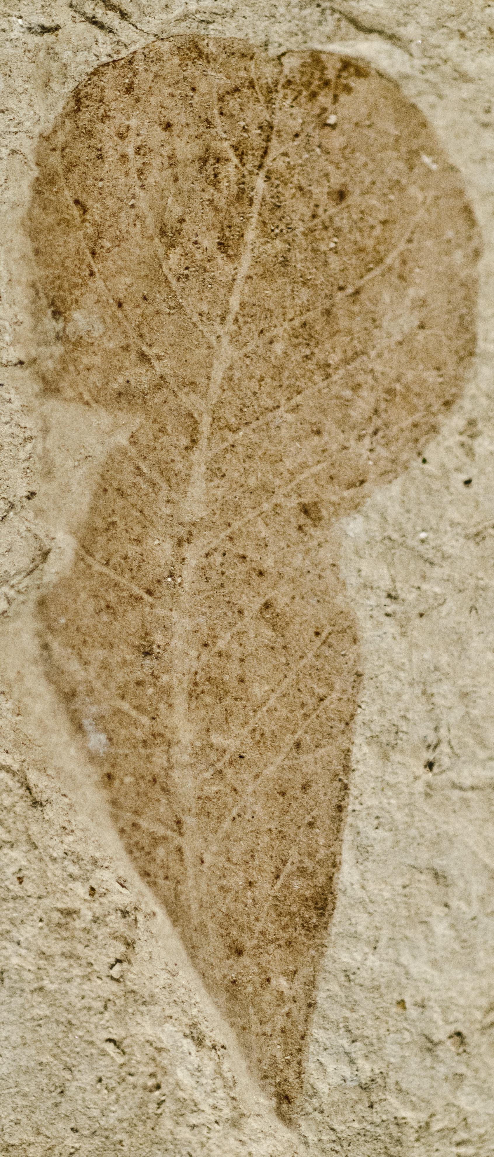 Fossil Image