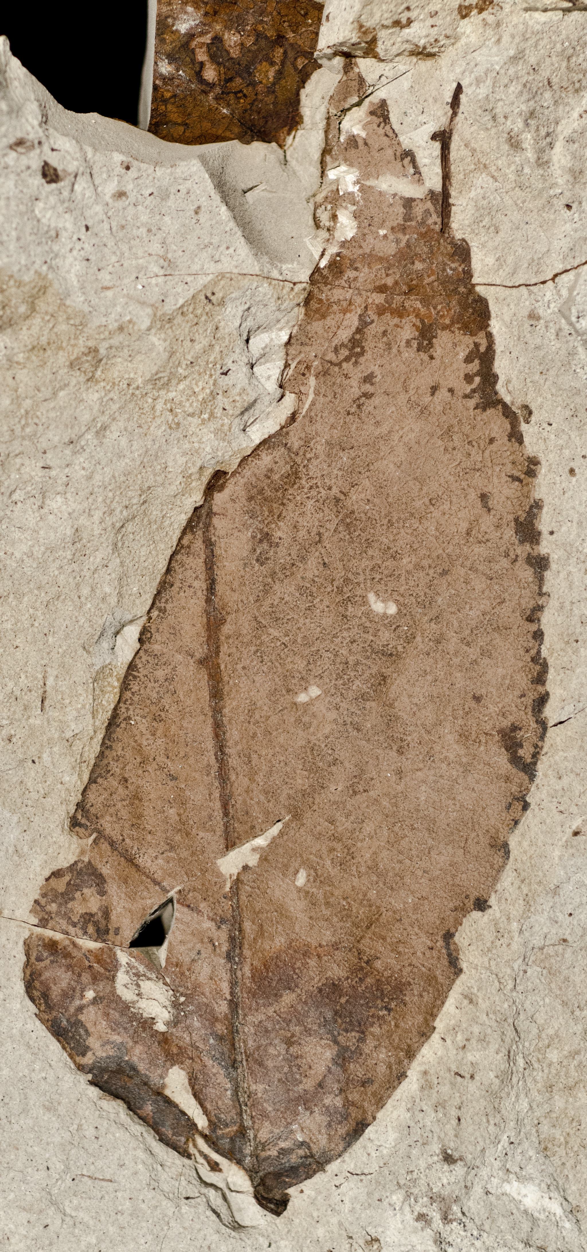 Fossil Image
