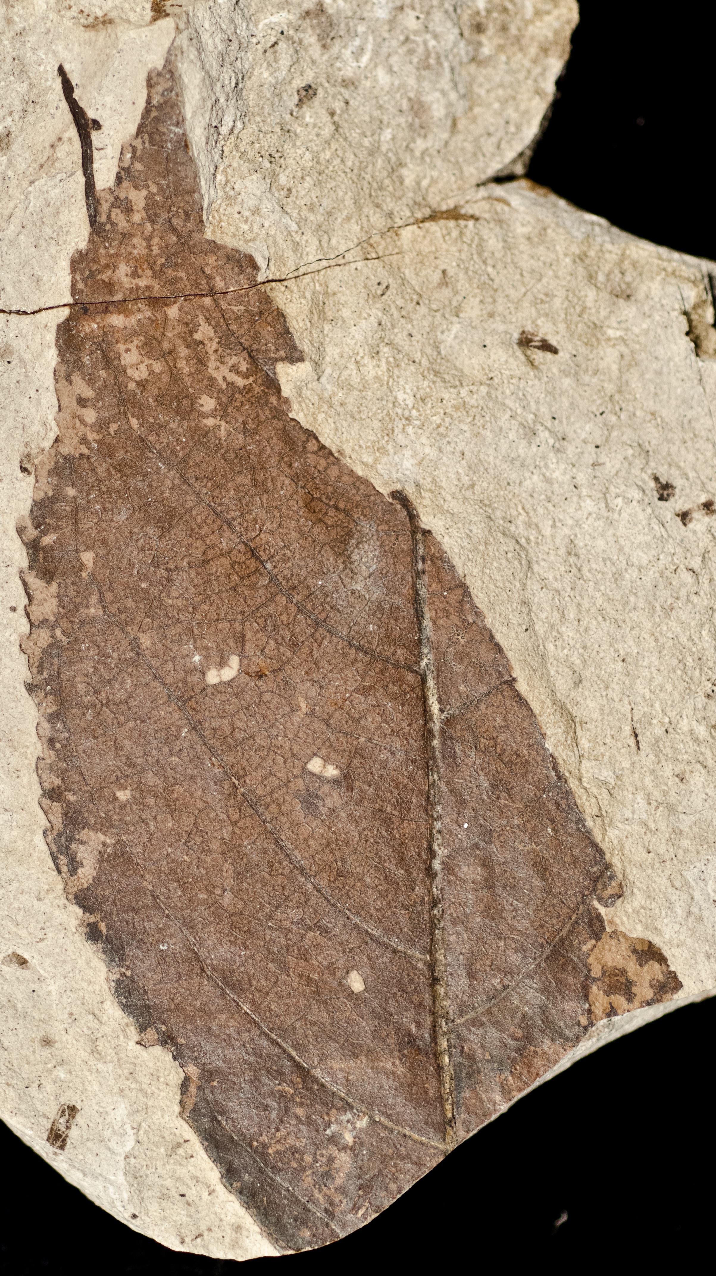 Fossil Image