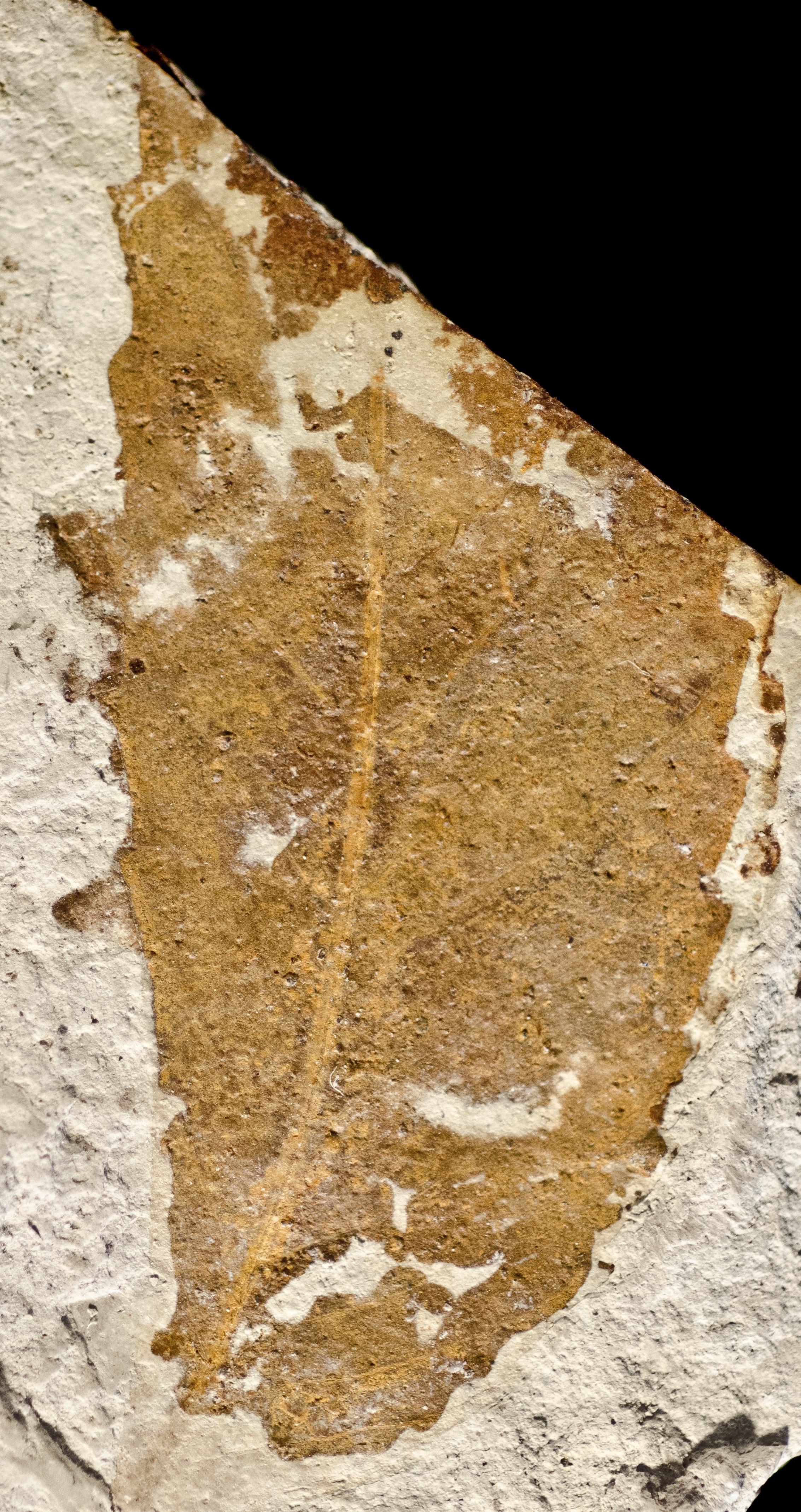 Fossil Image