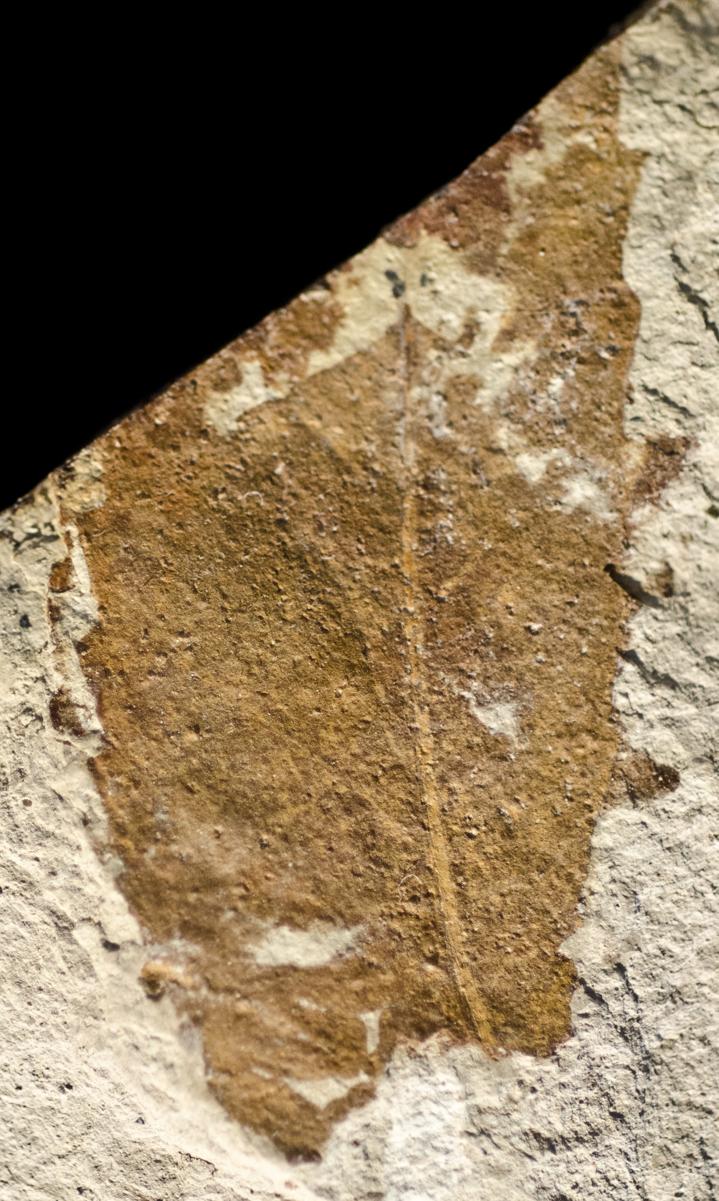 Fossil Image