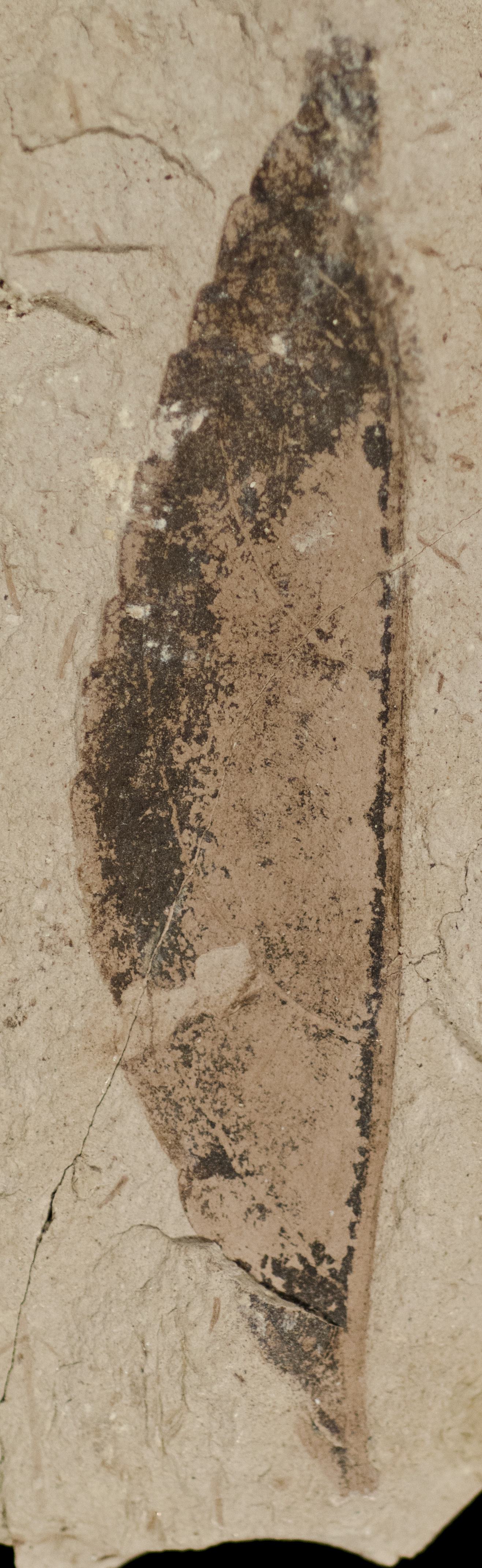 Fossil Image
