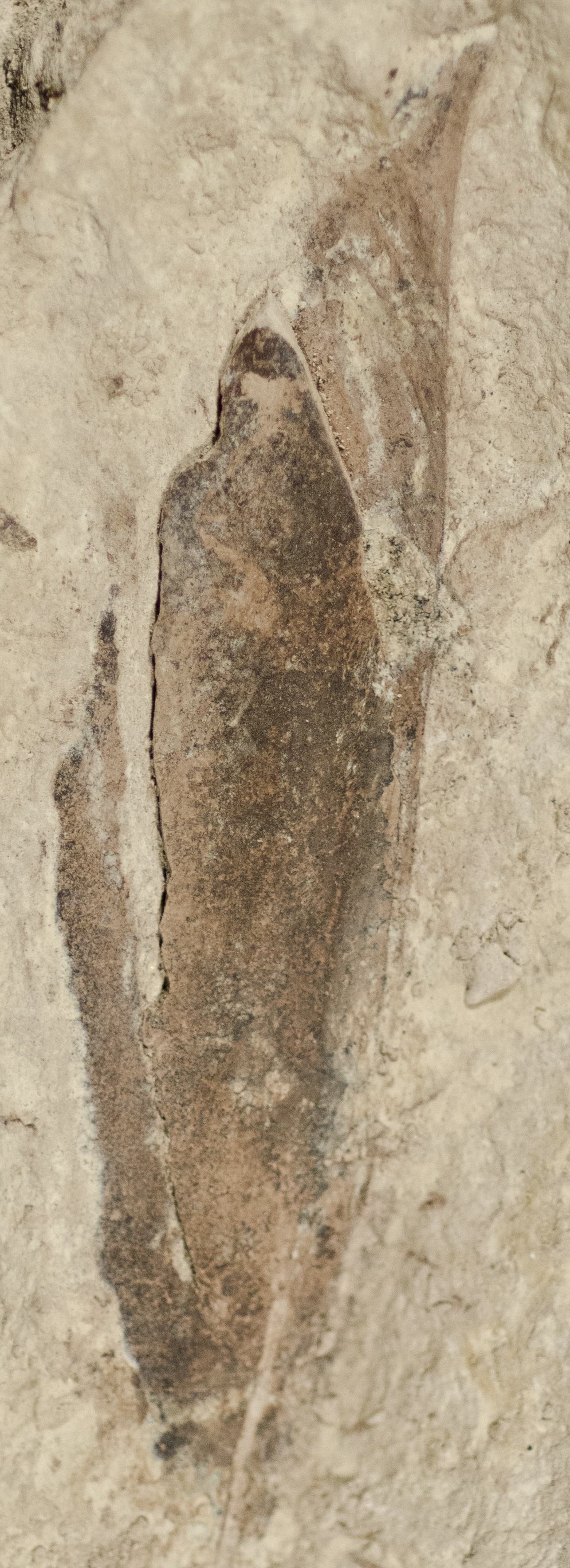 Sample 1 Image