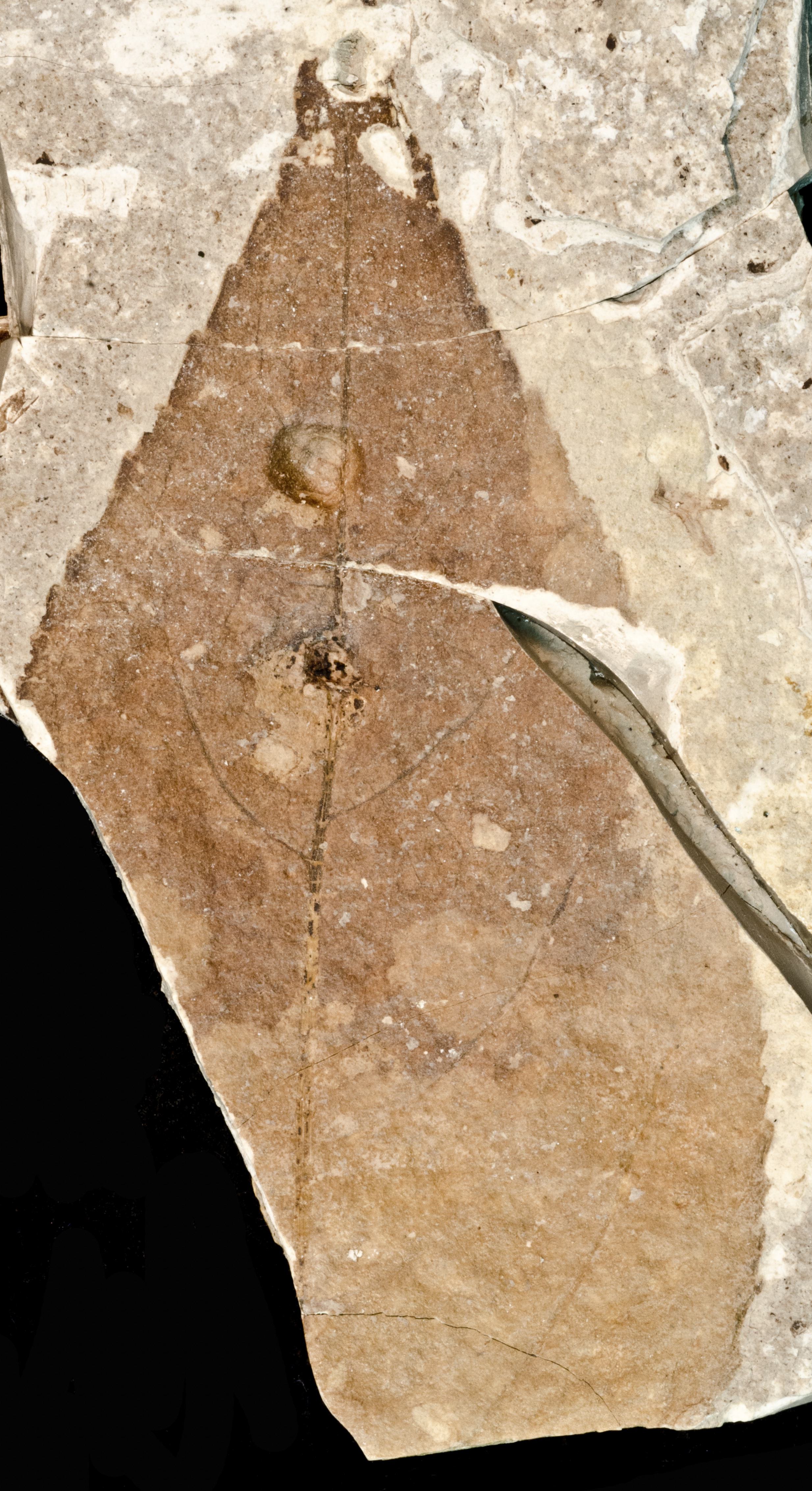 Fossil Image
