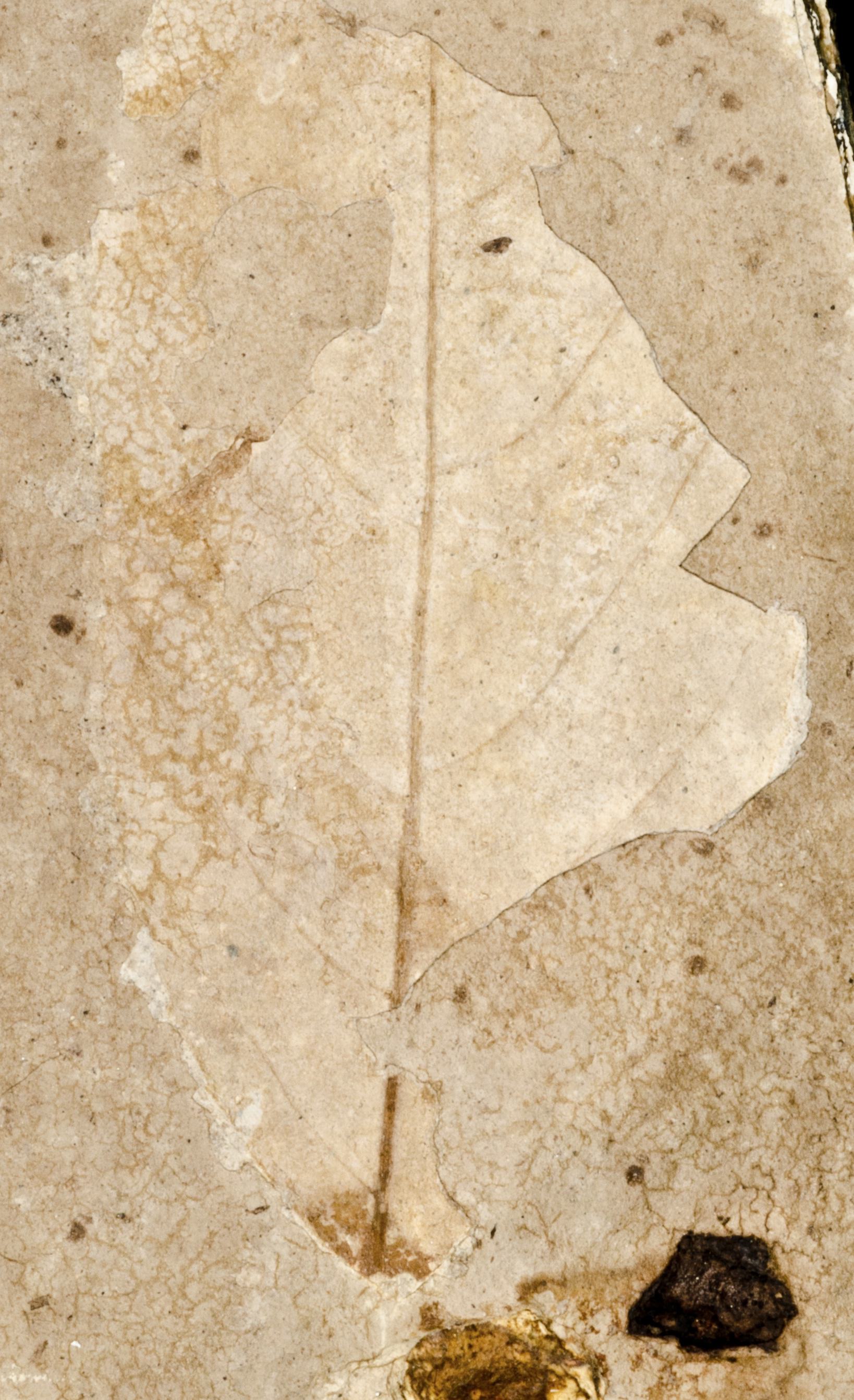 Fossil Image