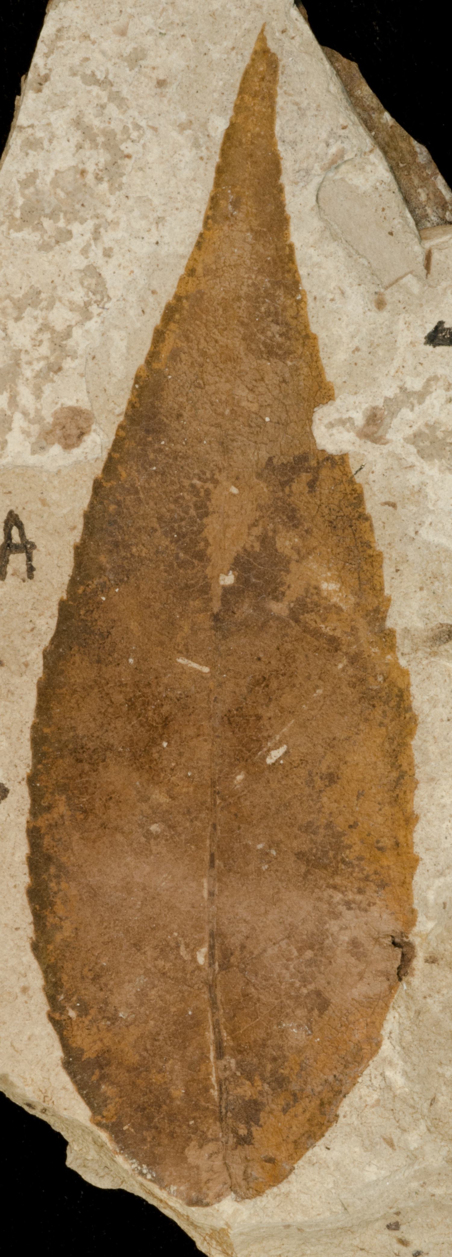 Fossil Image