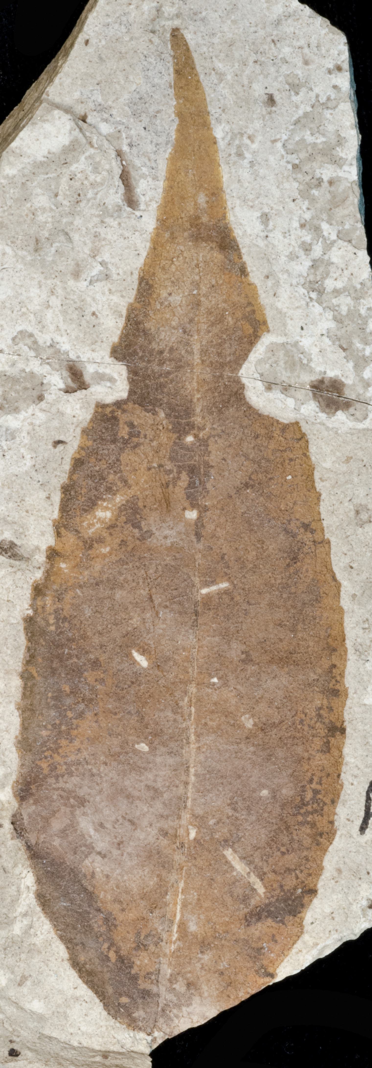 Fossil Image
