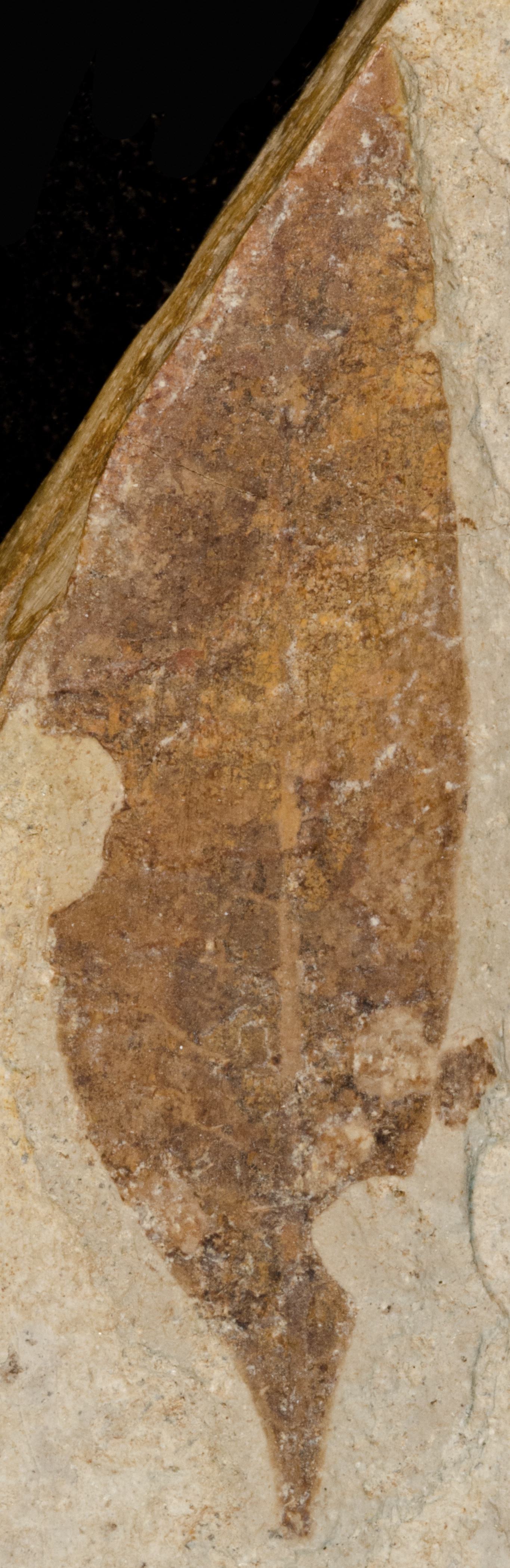 Sample 1 Image