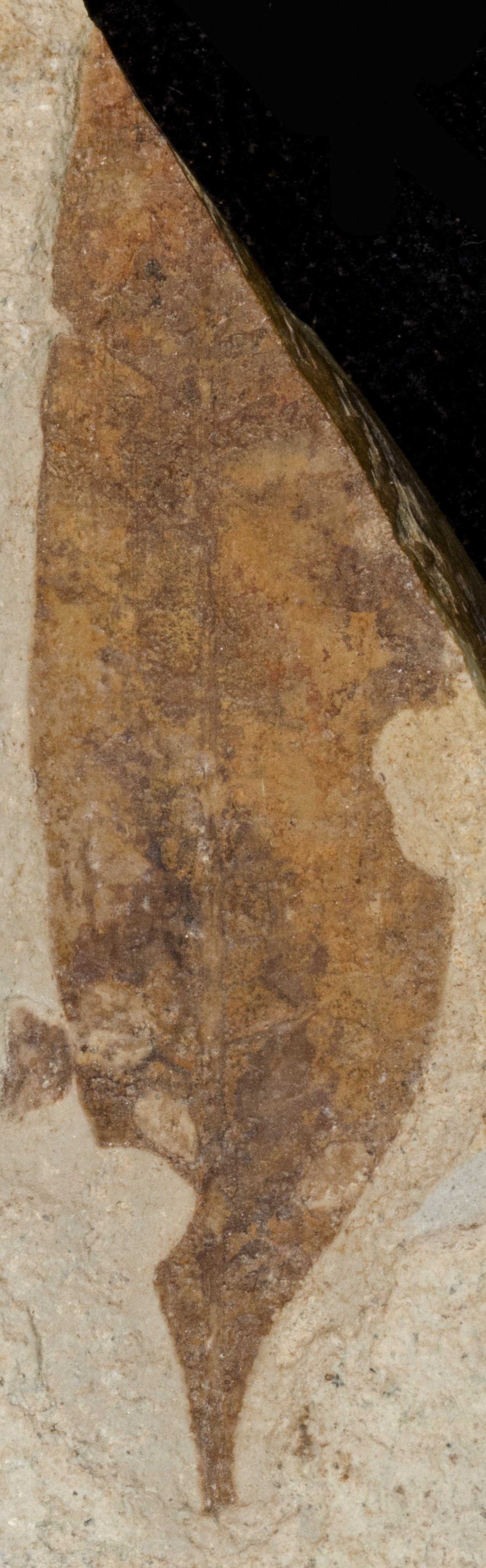 Fossil Image