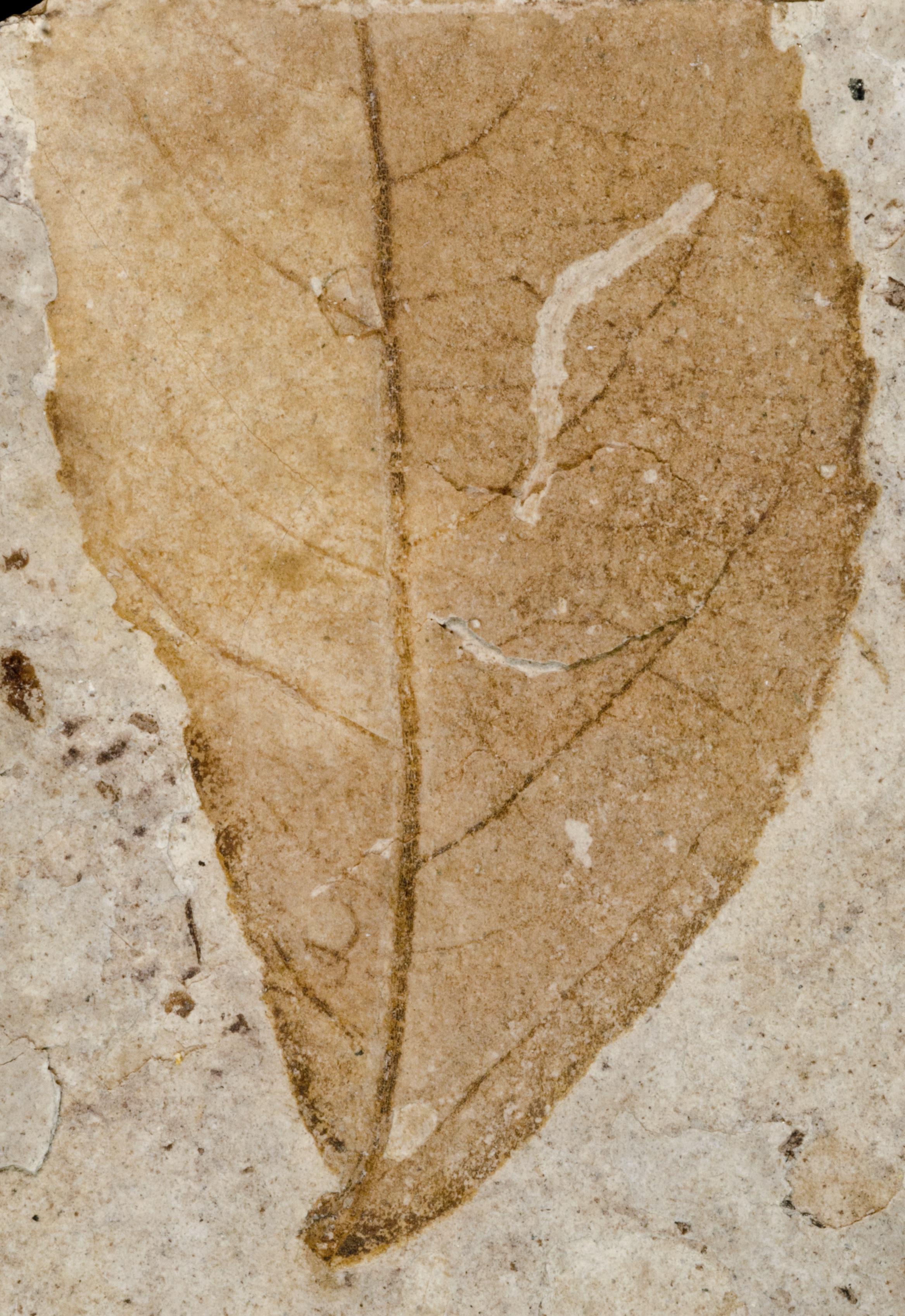 Fossil Image