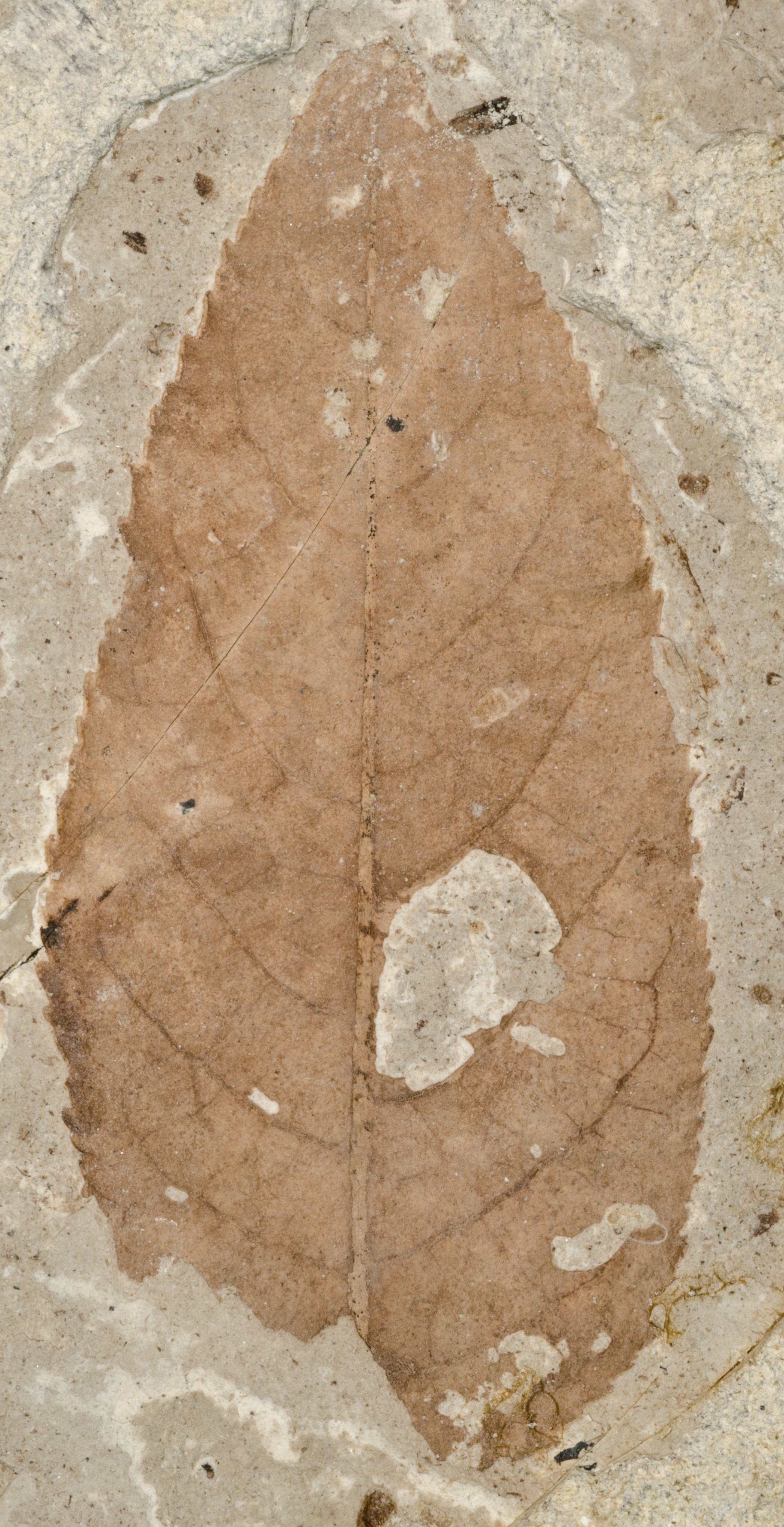 Fossil Image