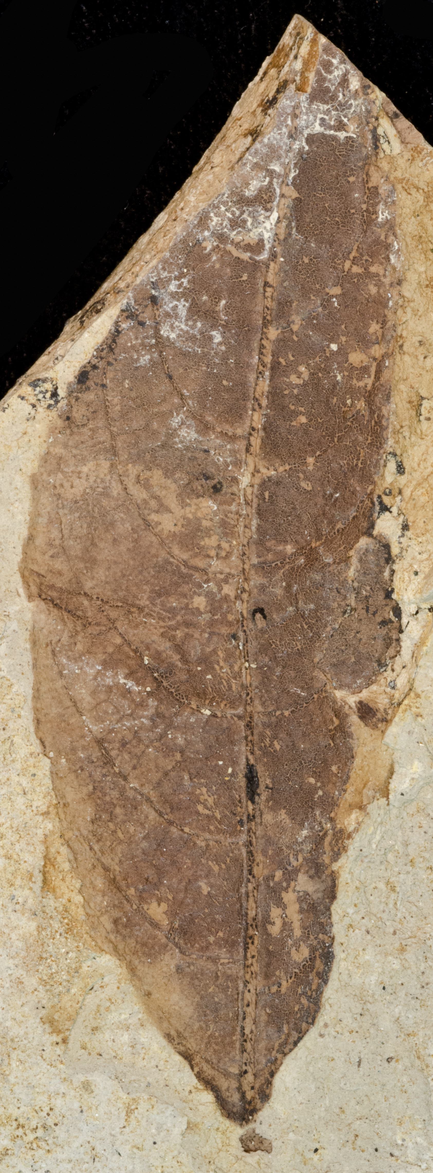 Fossil Image