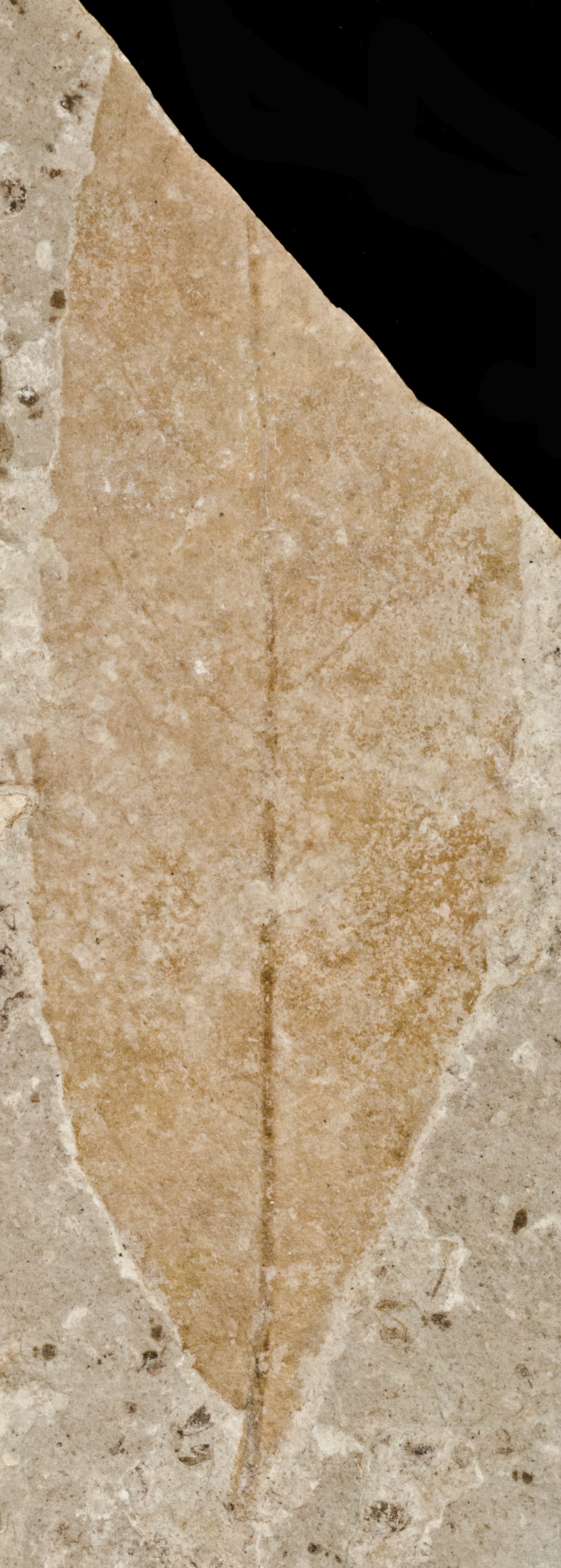 Fossil Image