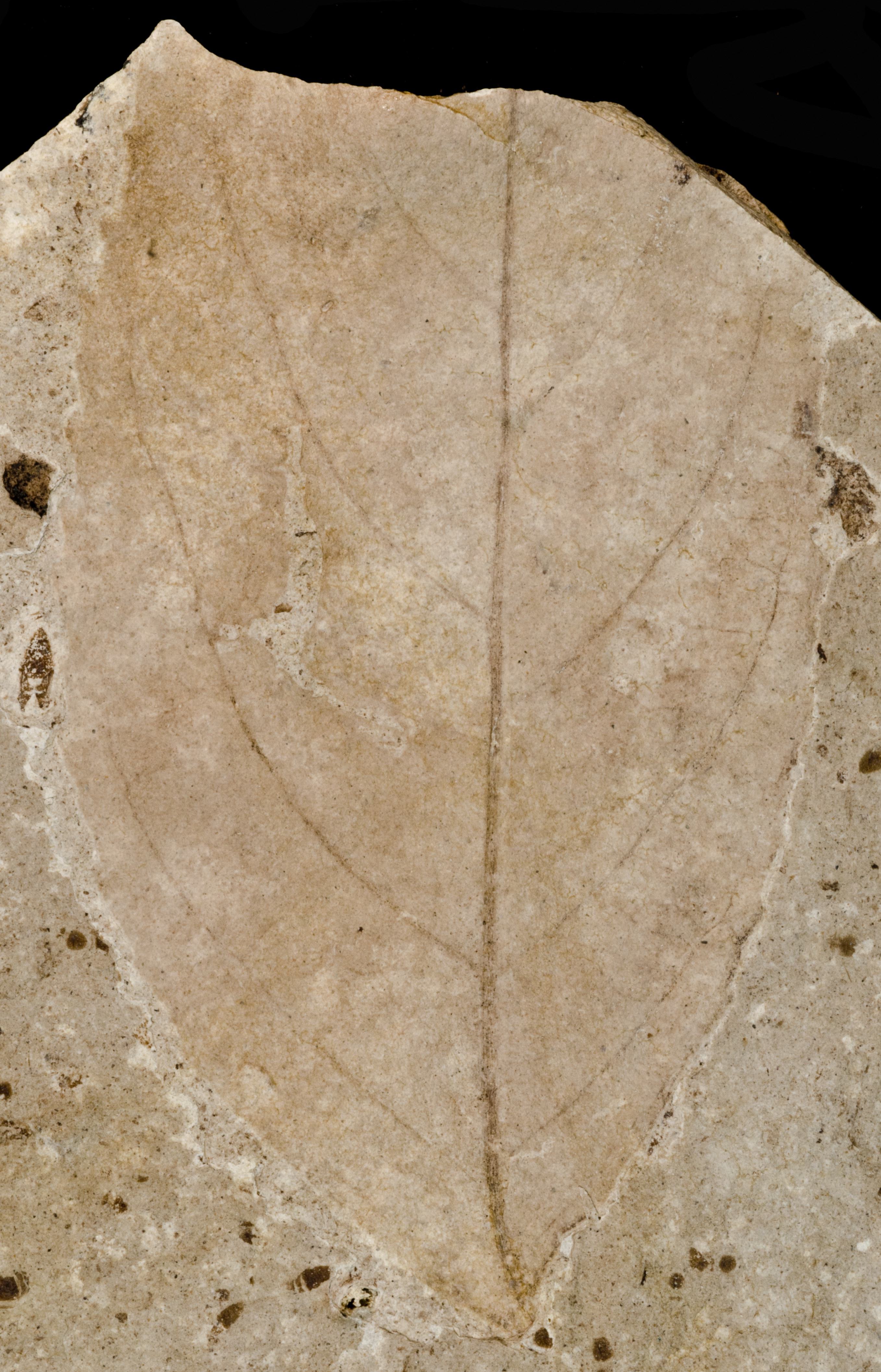 Fossil Image