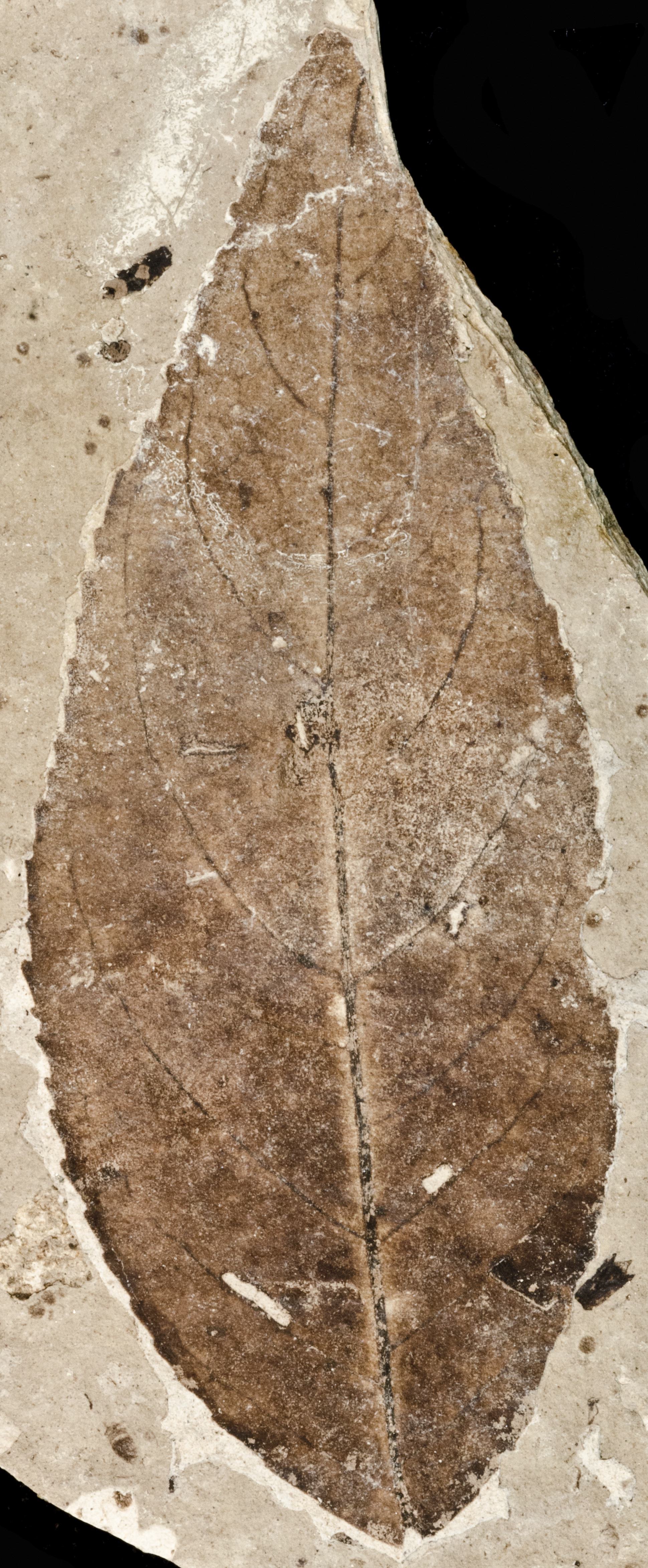 Fossil Image