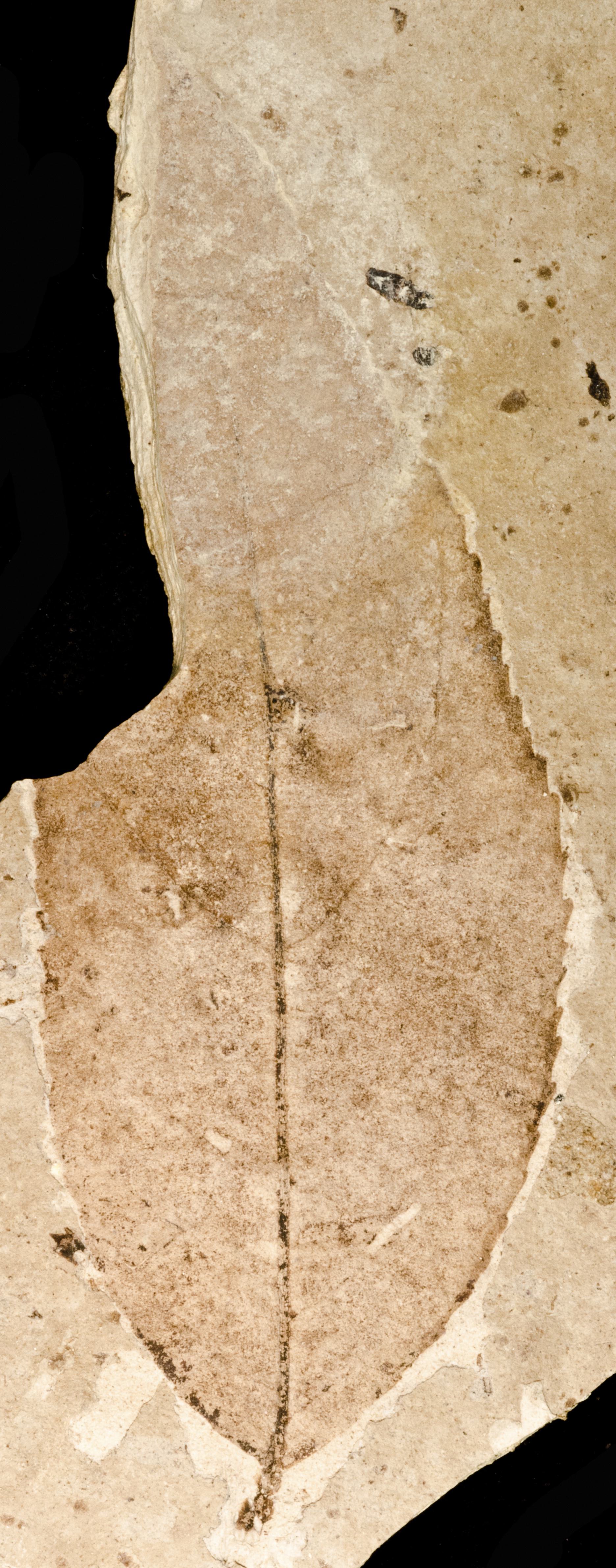 Fossil Image
