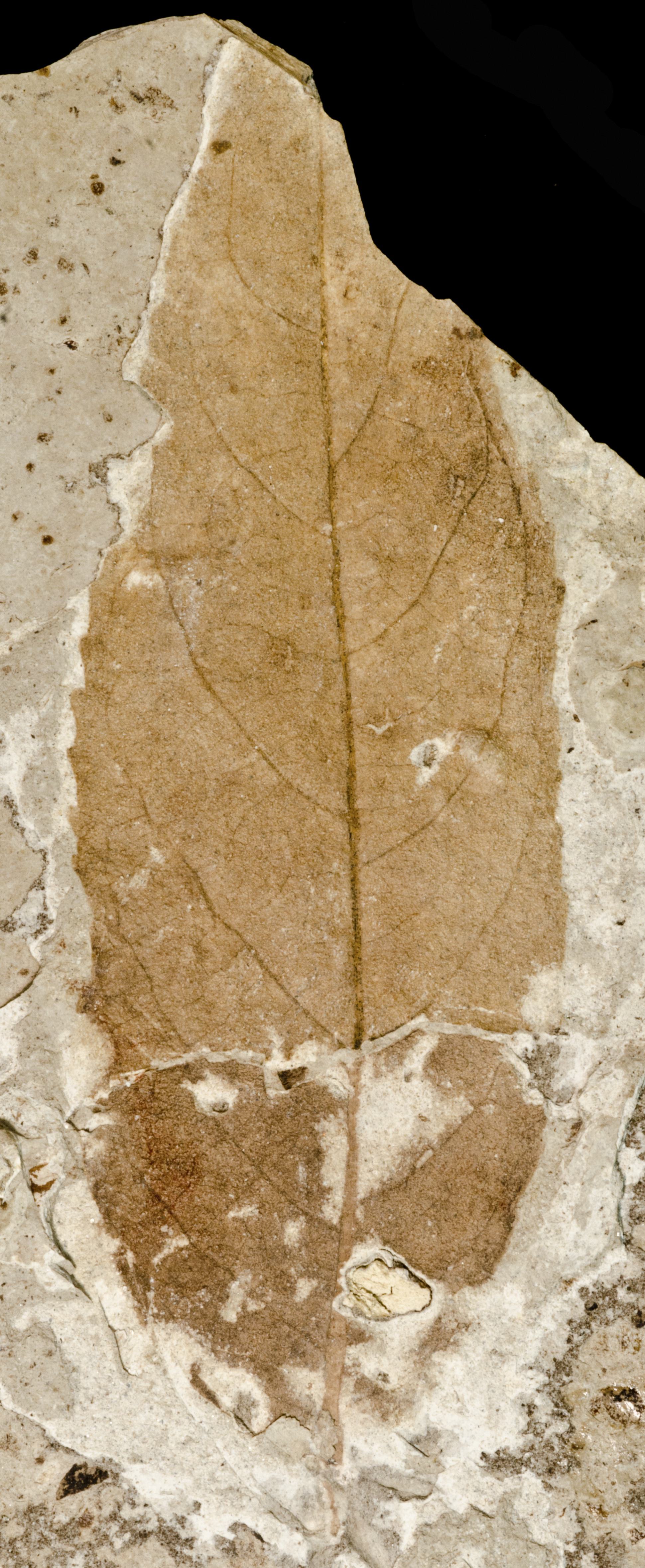 Fossil Image