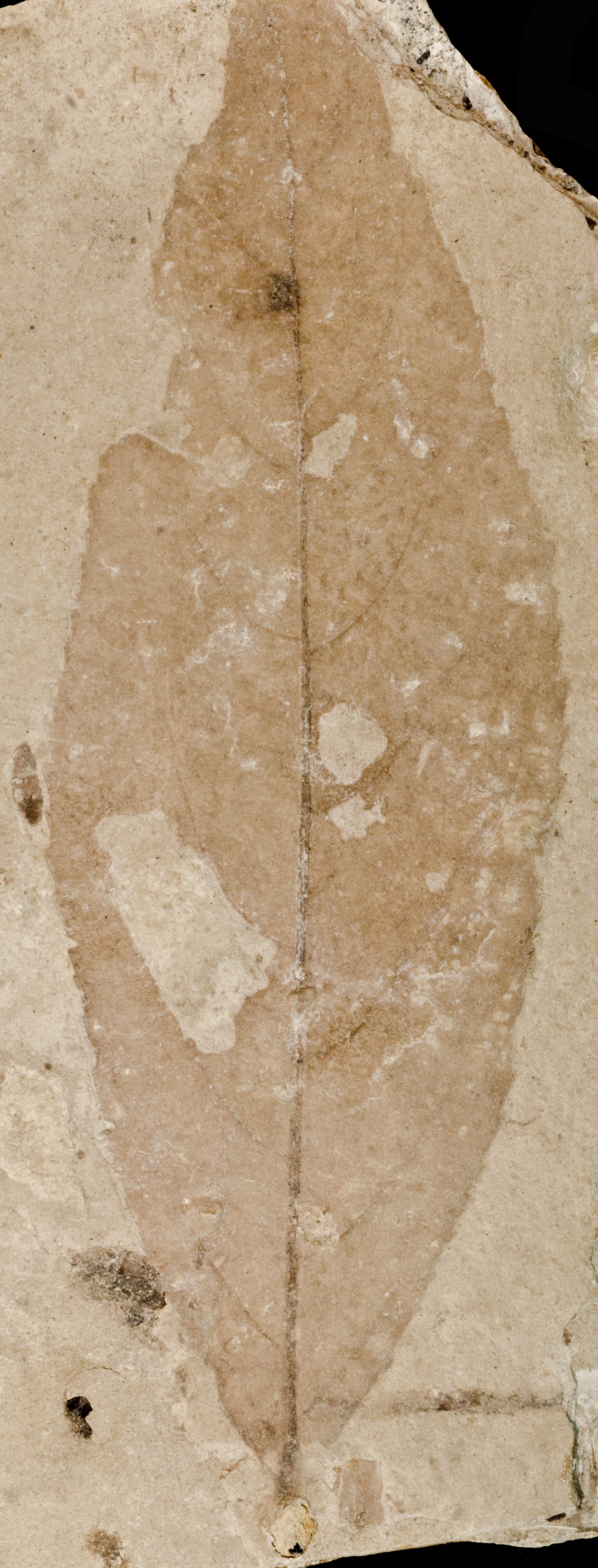 Fossil Image