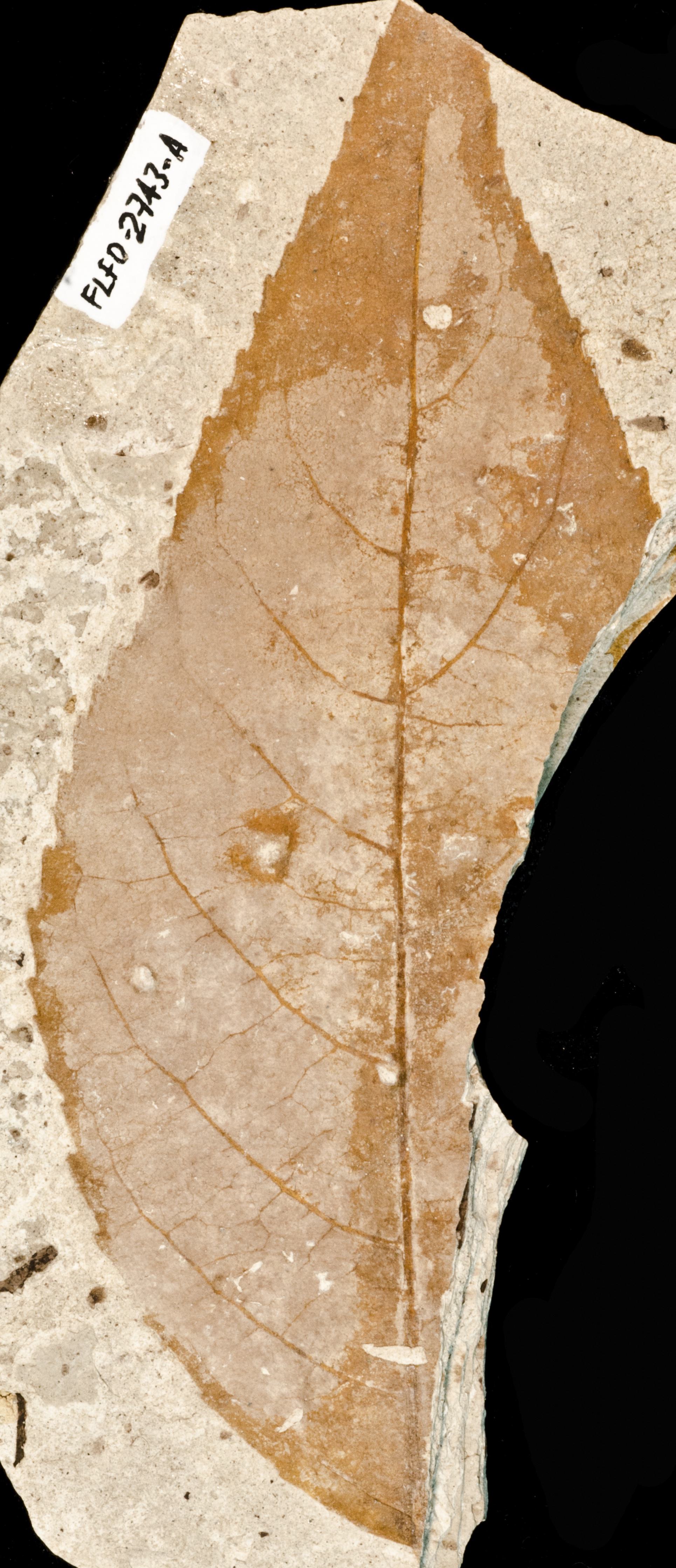 Fossil Image