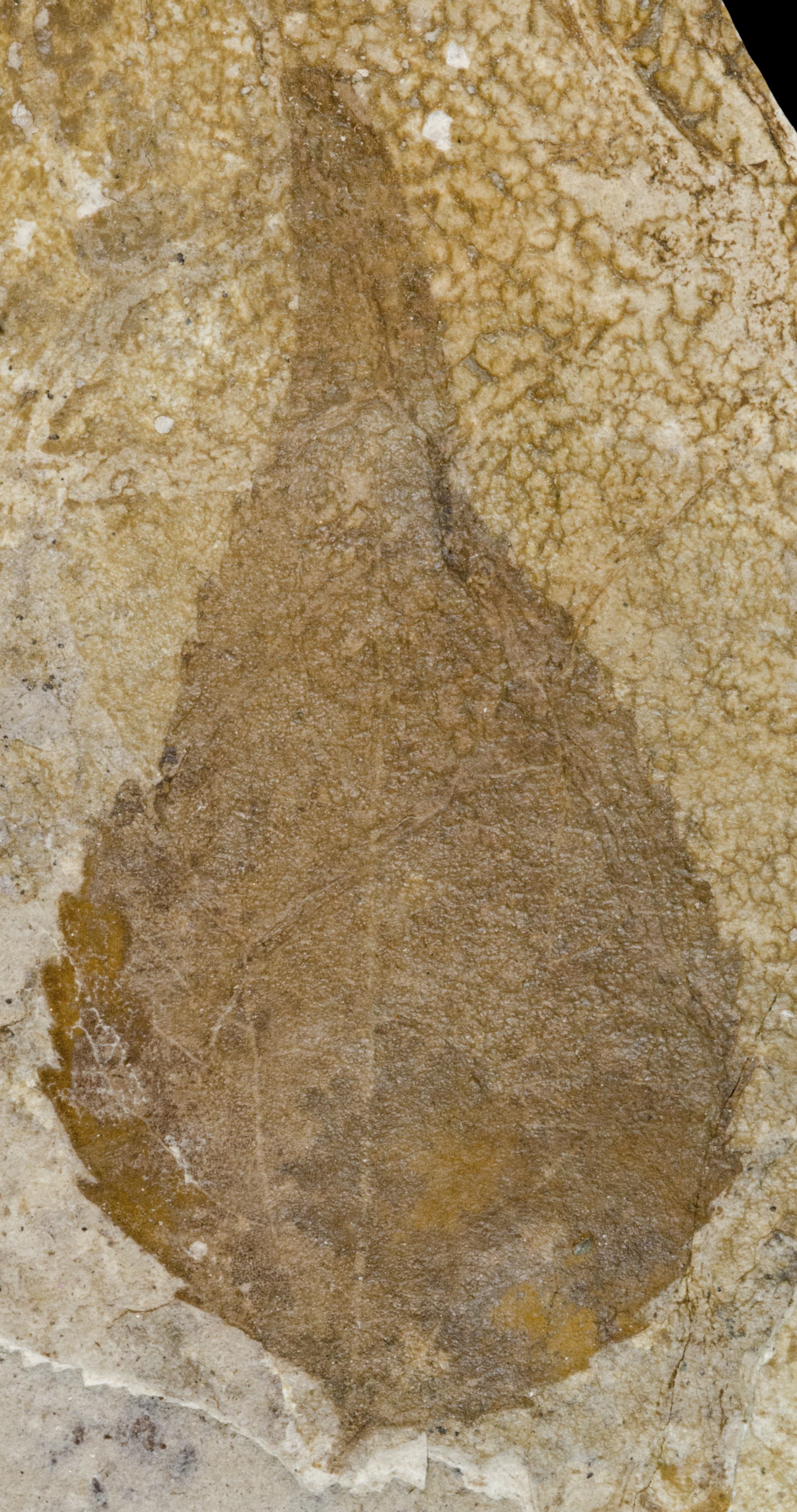 Fossil Image