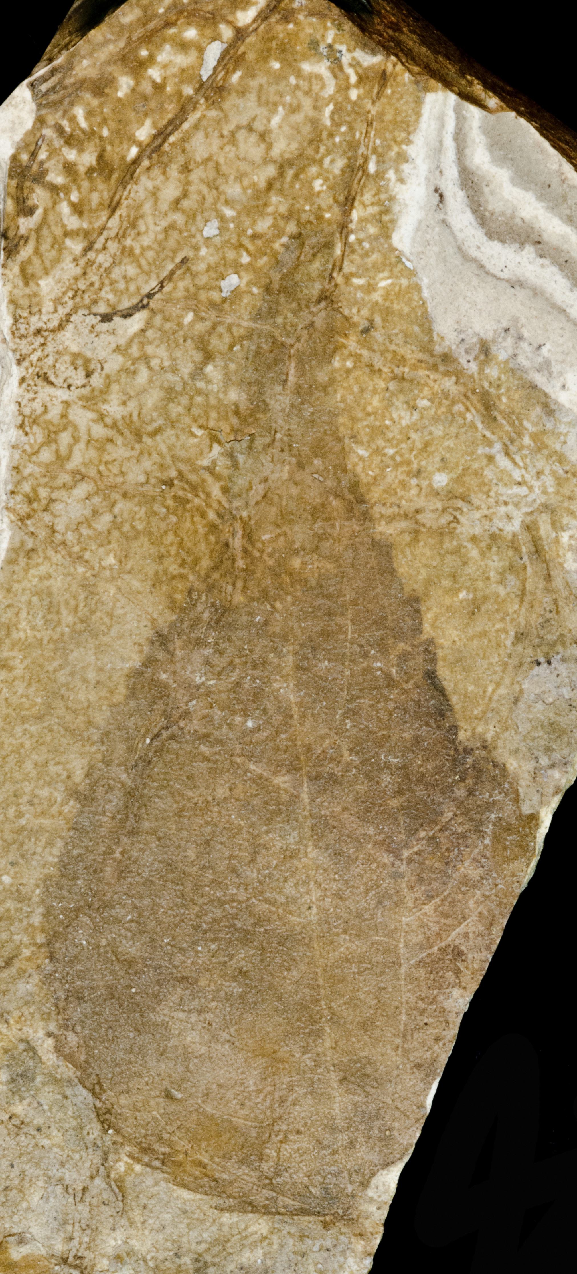 Fossil Image