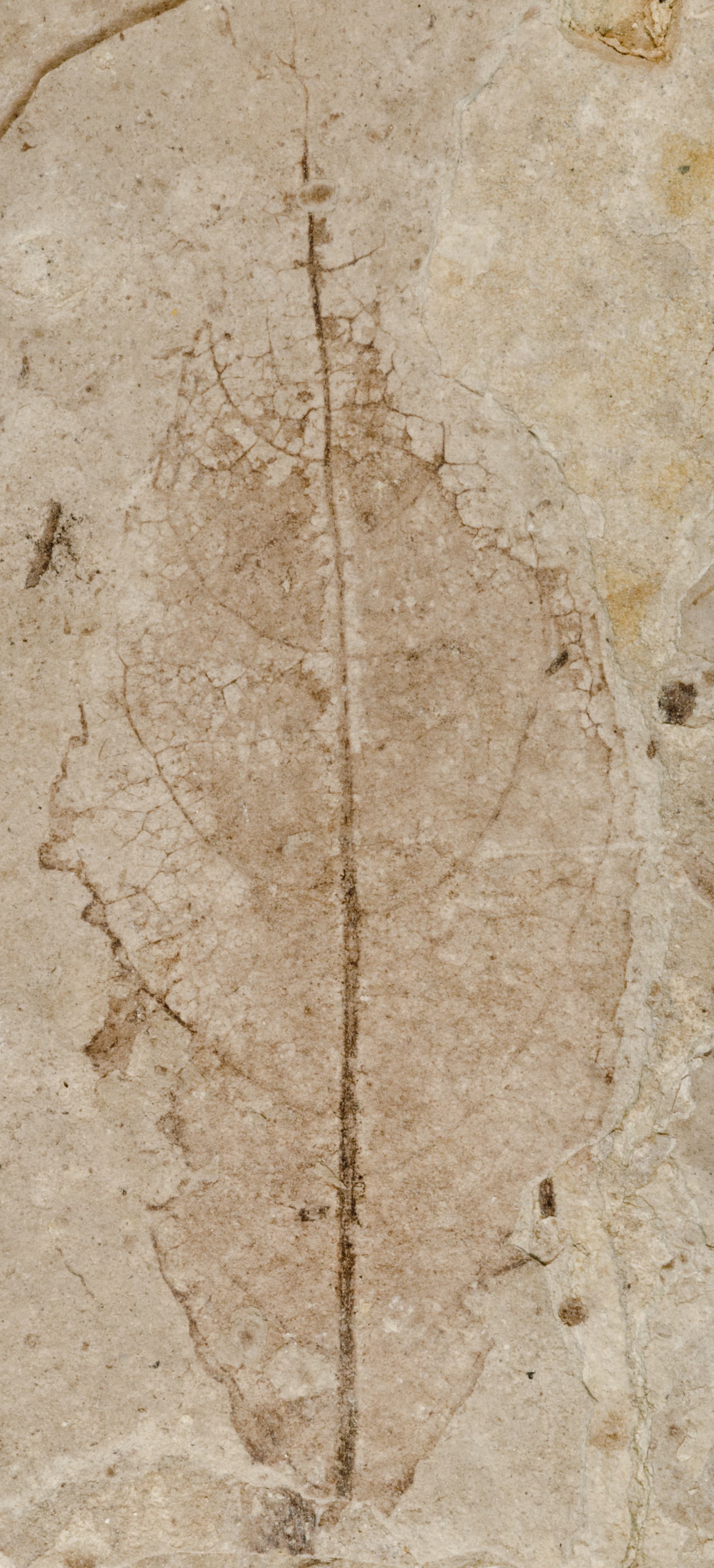 Fossil Image