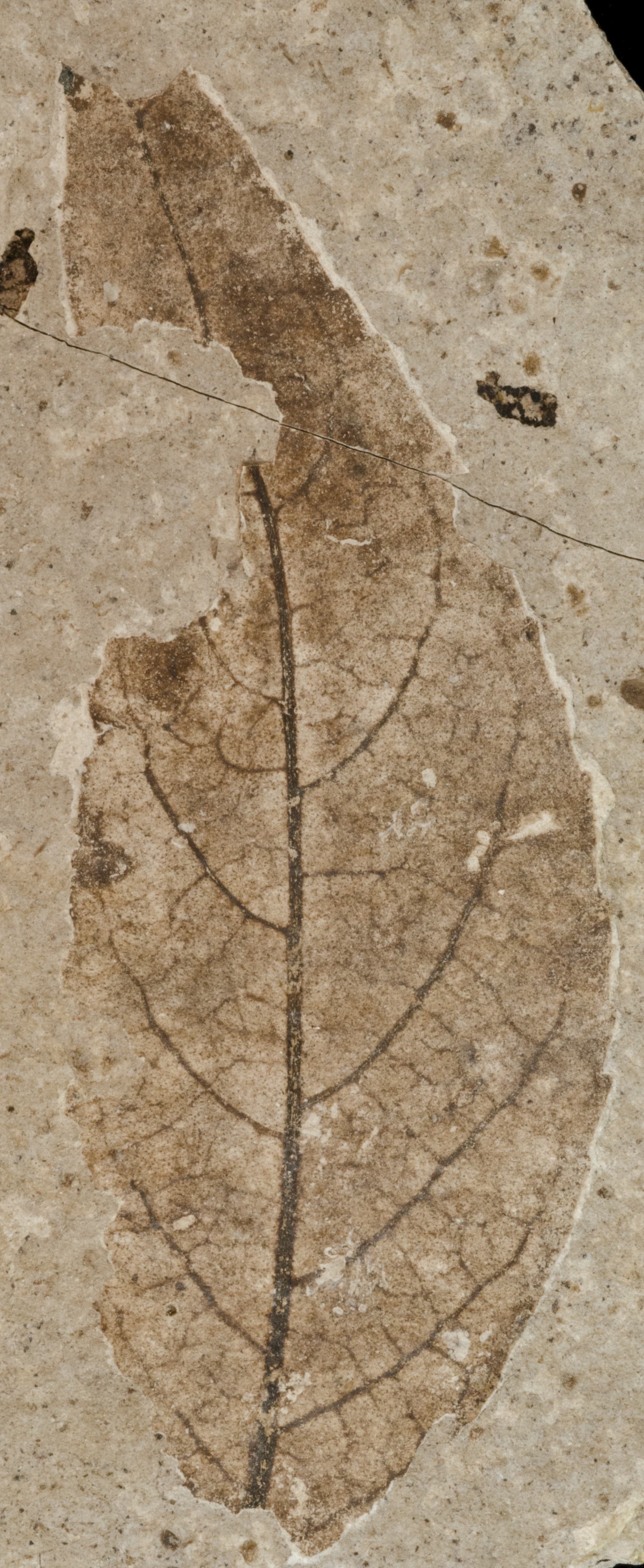 Fossil Image