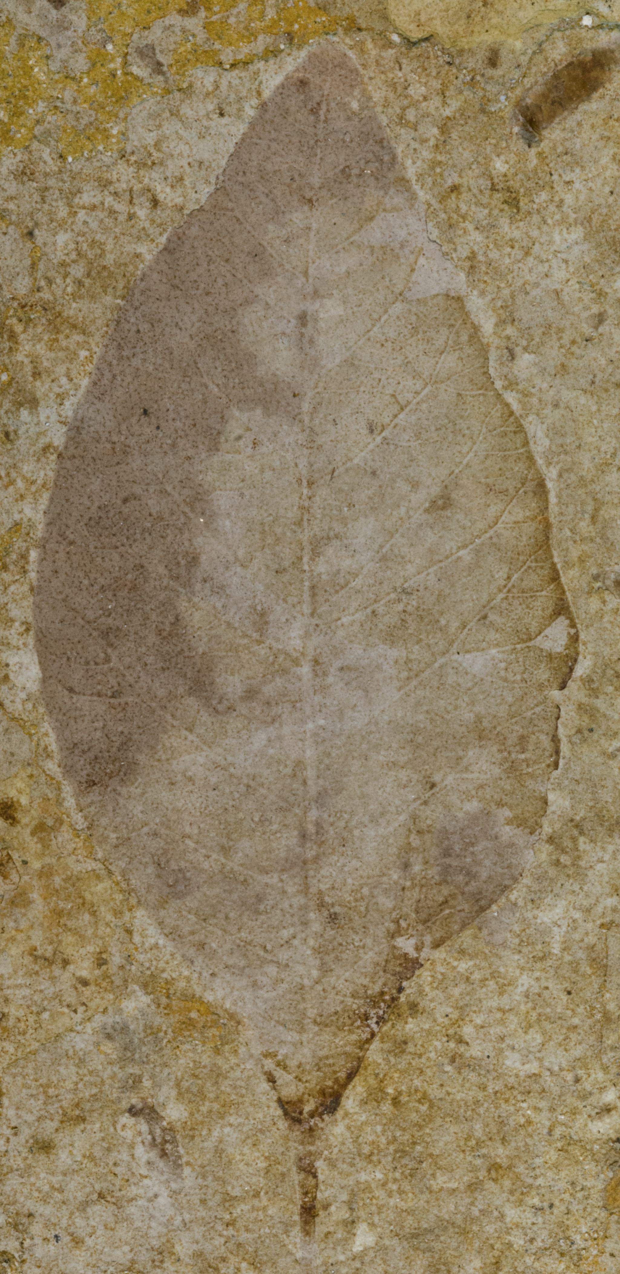 Fossil Image