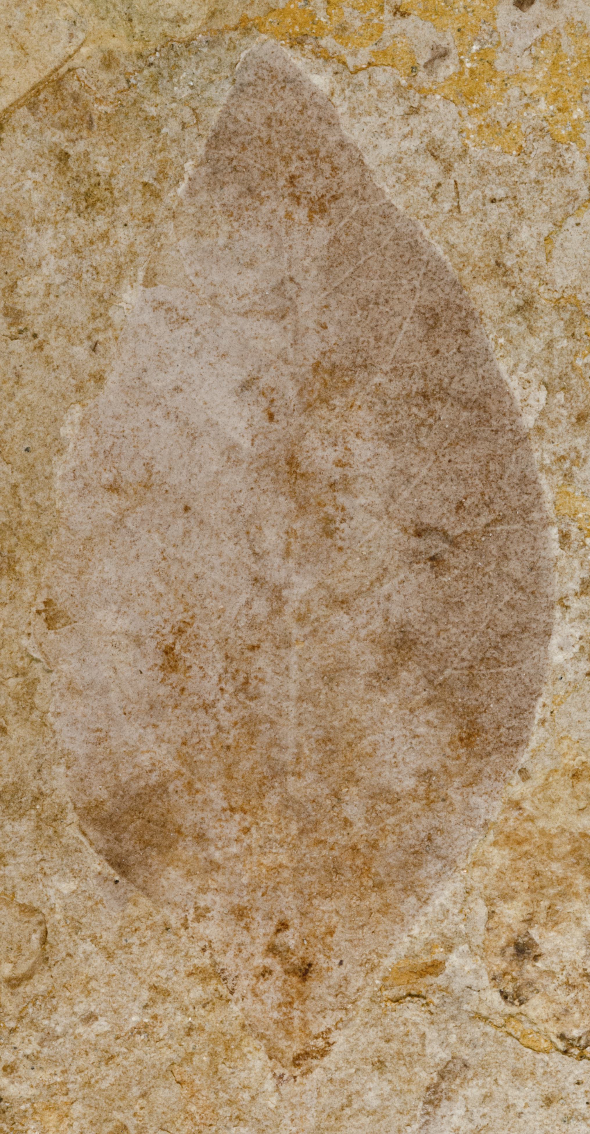 Fossil Image