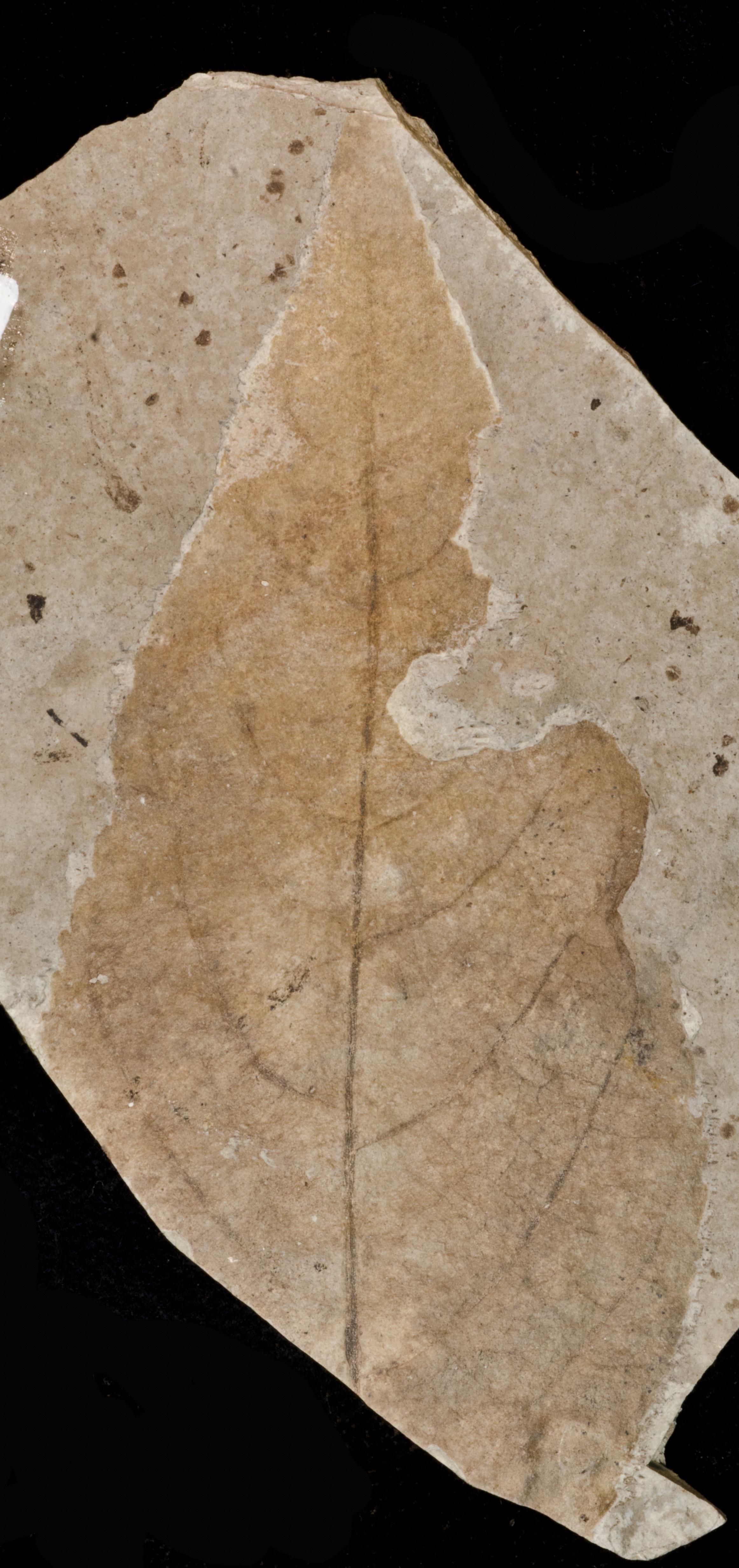 Fossil Image