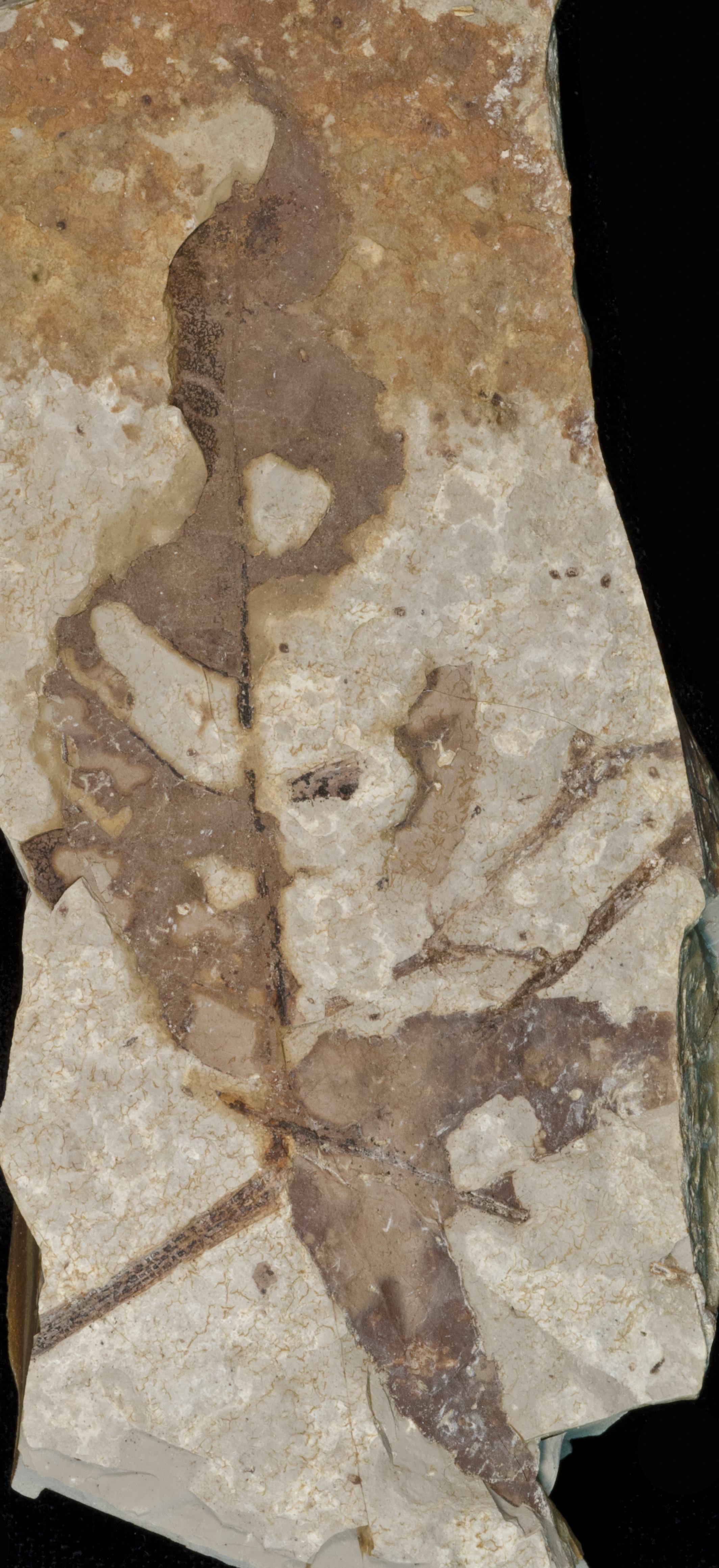 Fossil Image