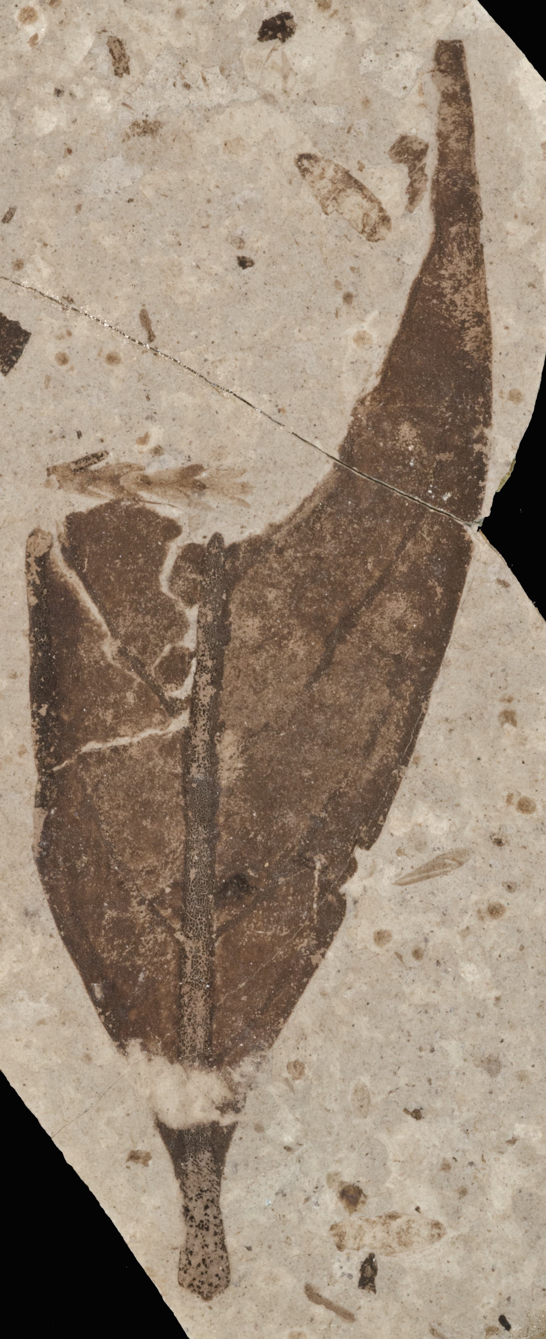 Fossil Image