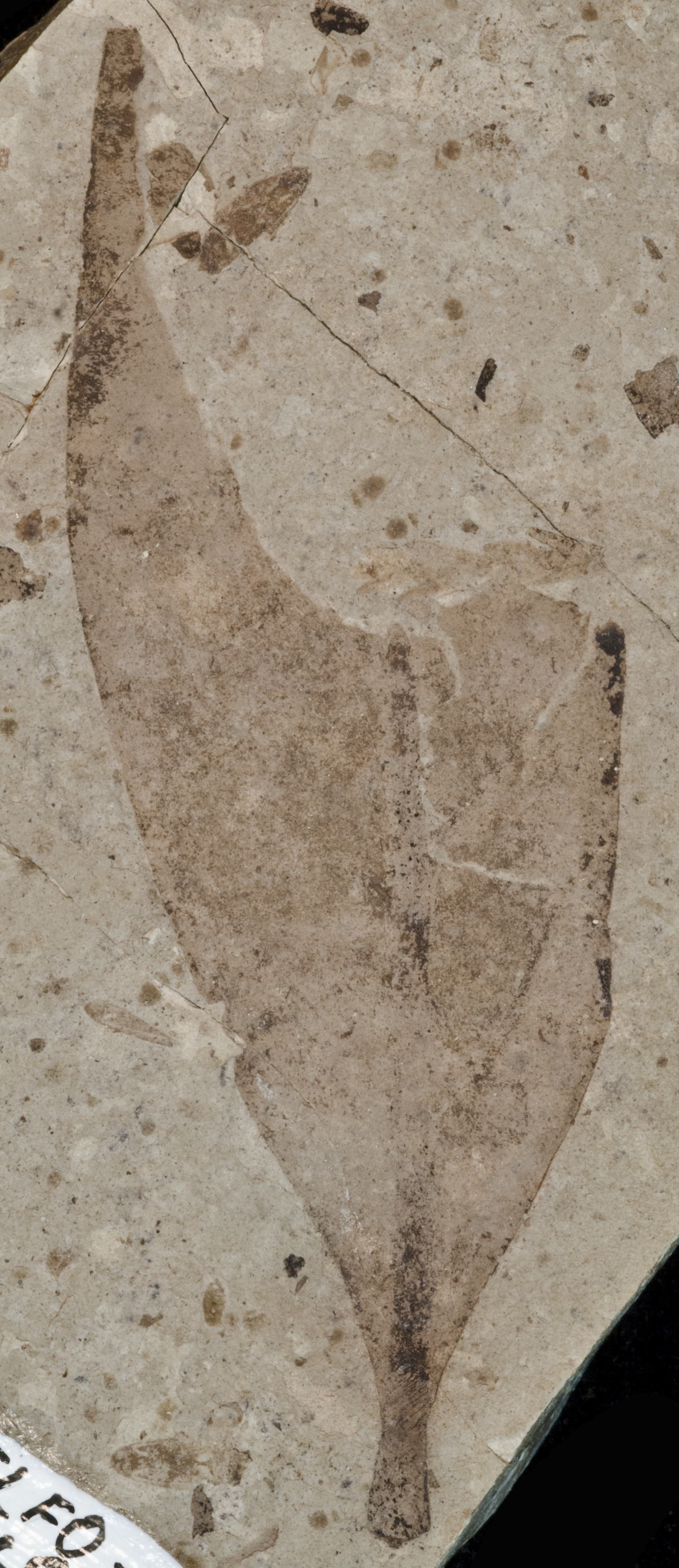 Sample 1 Image