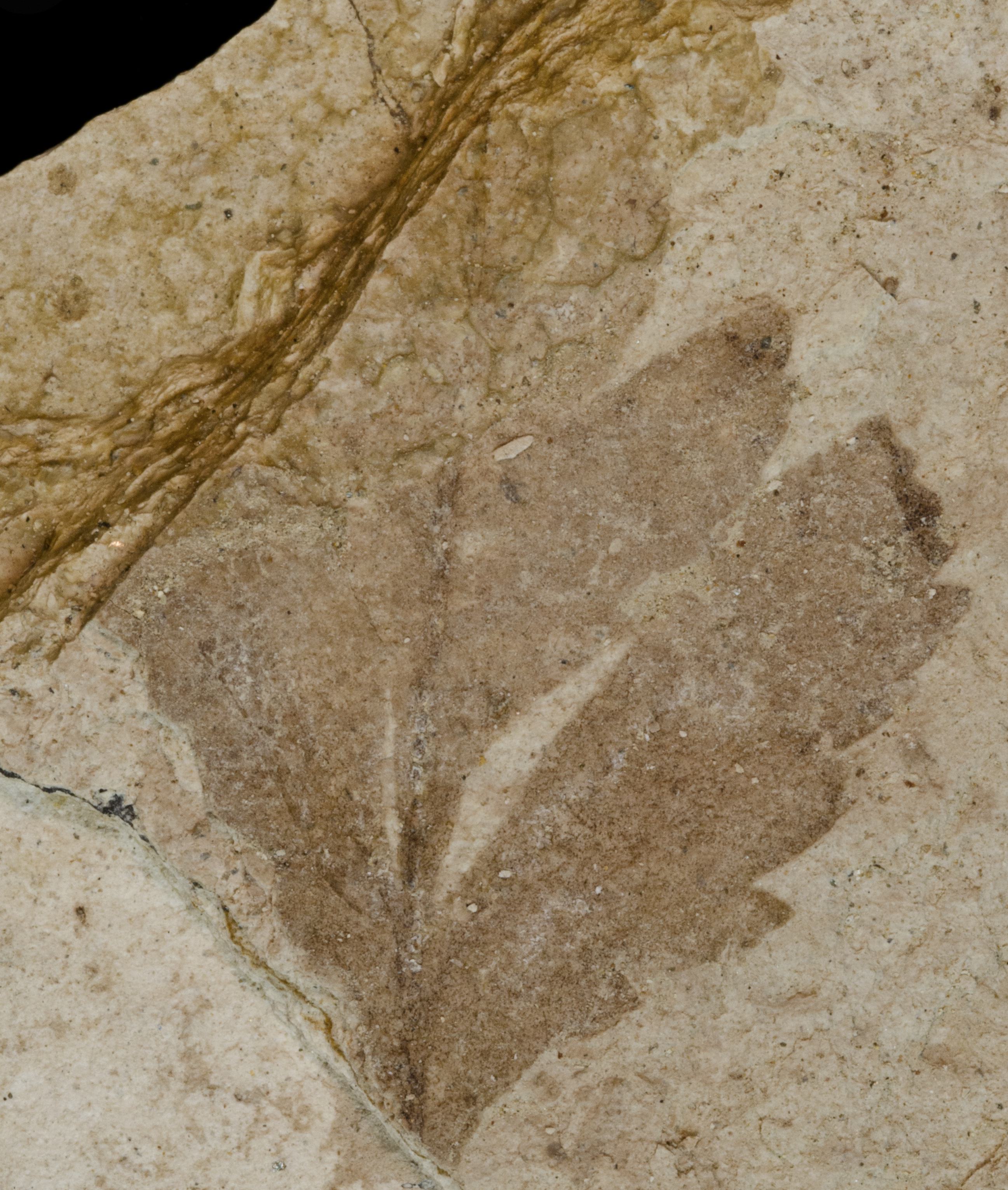 Fossil Image