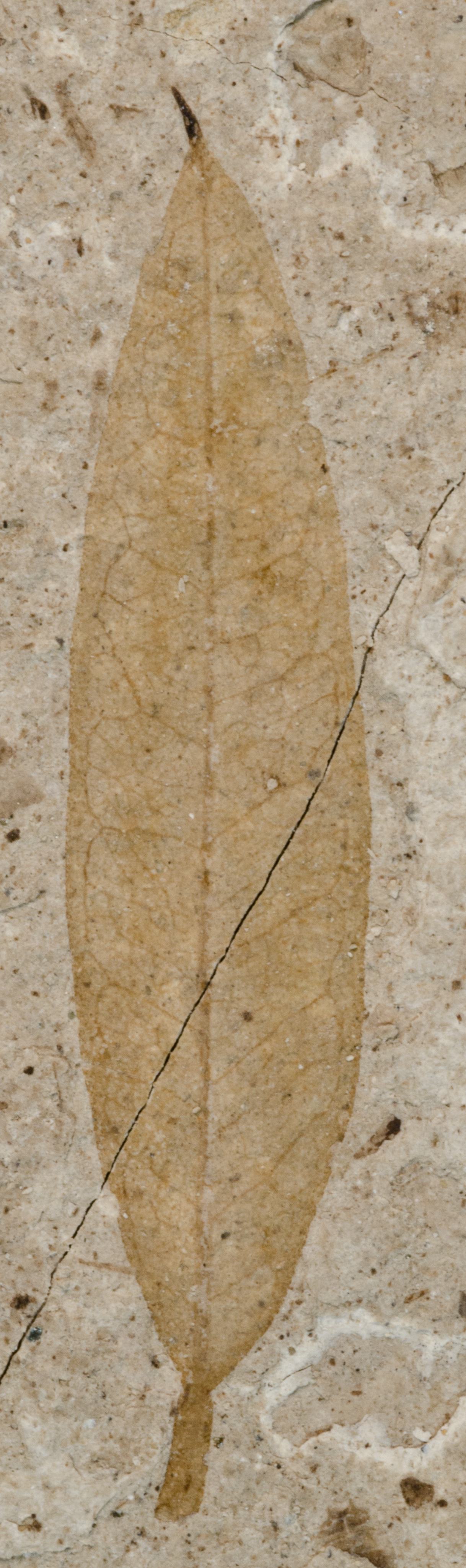 Fossil Image