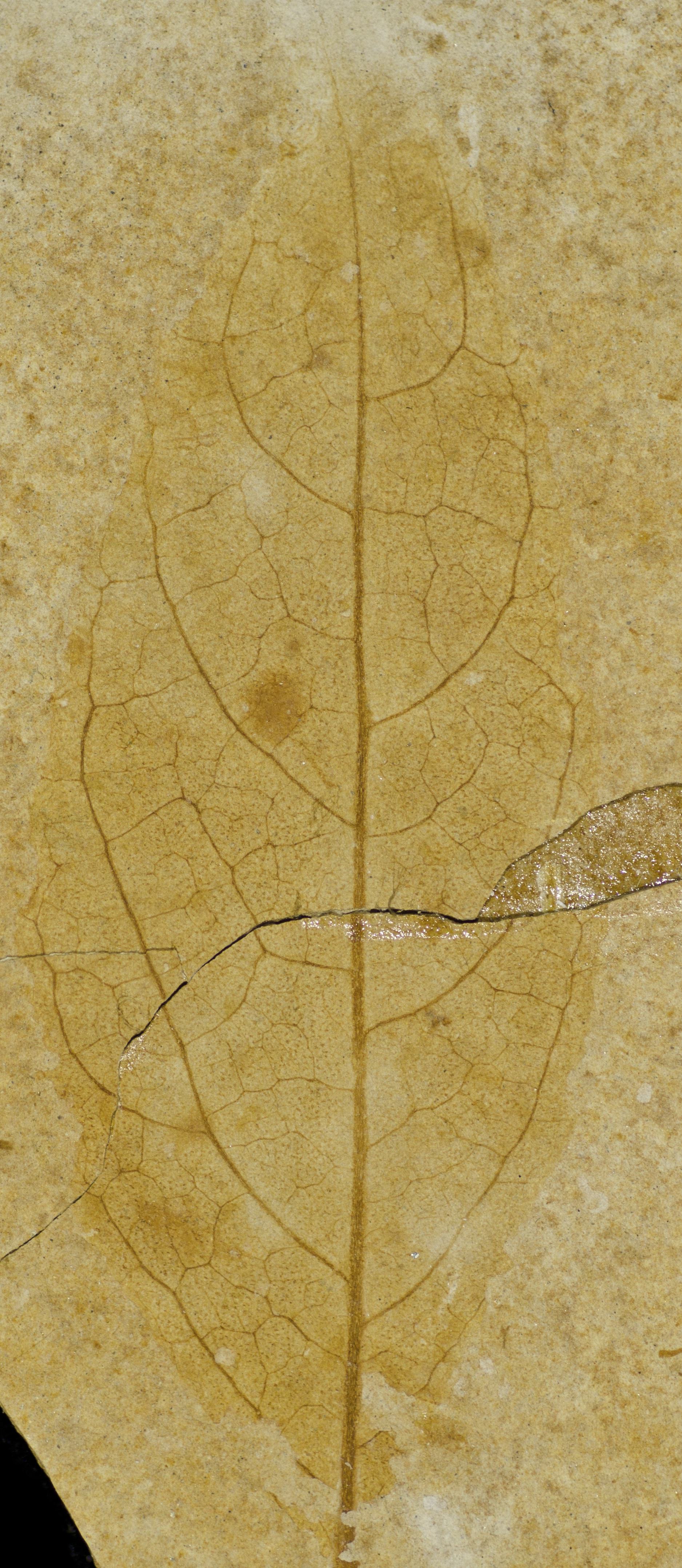 Fossil Image