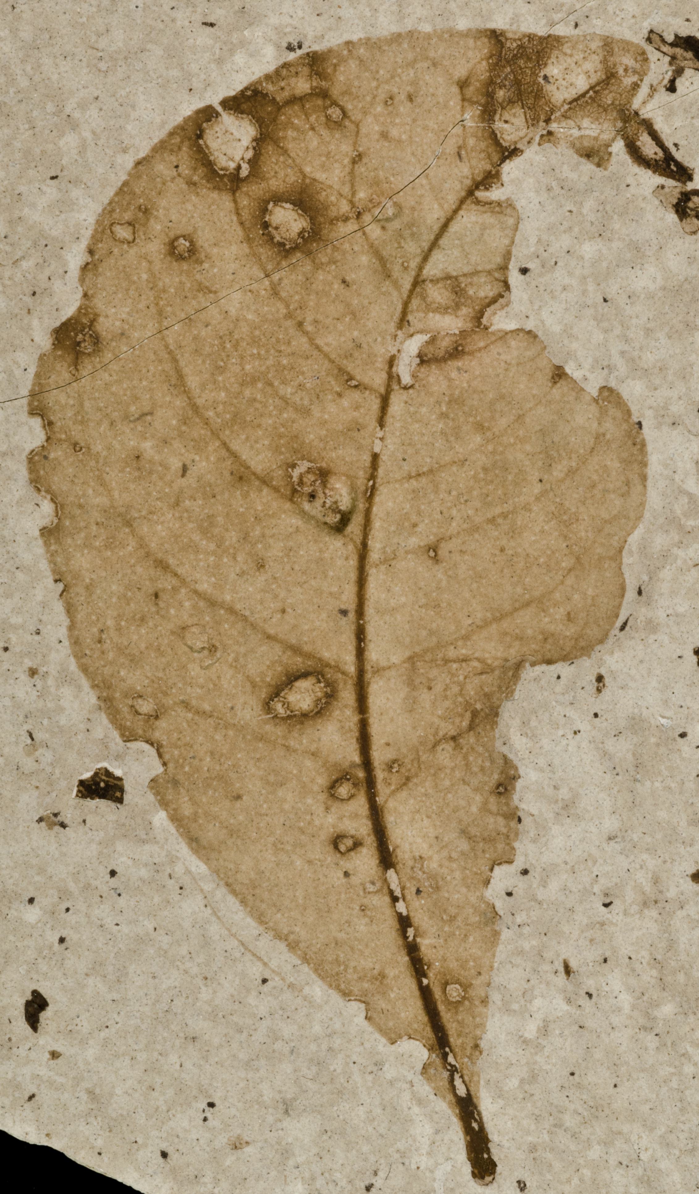 Fossil Image