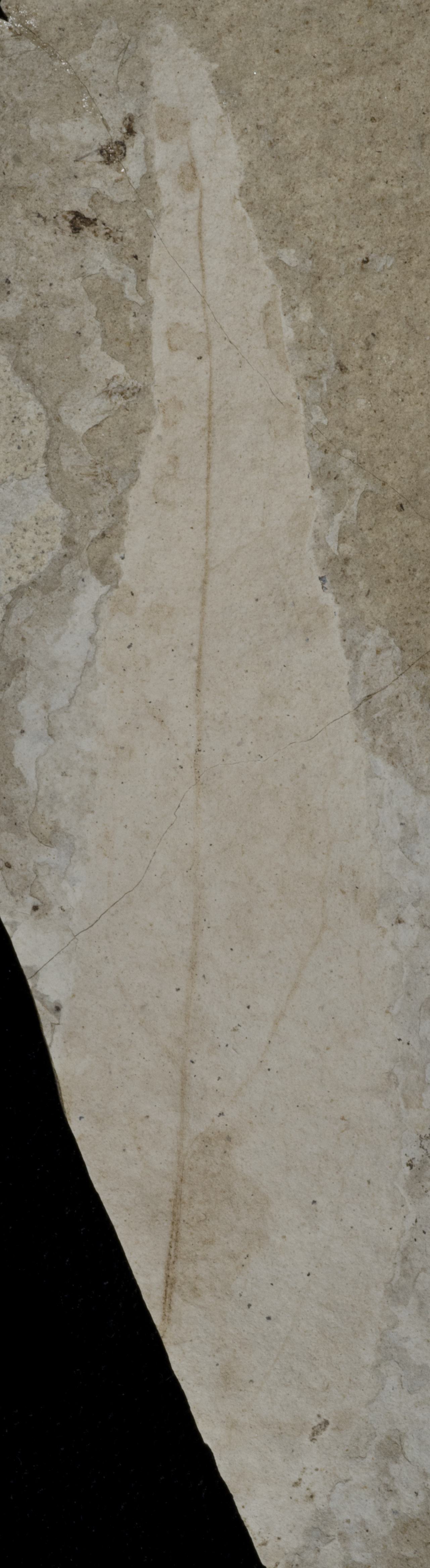 Sample 1 Image