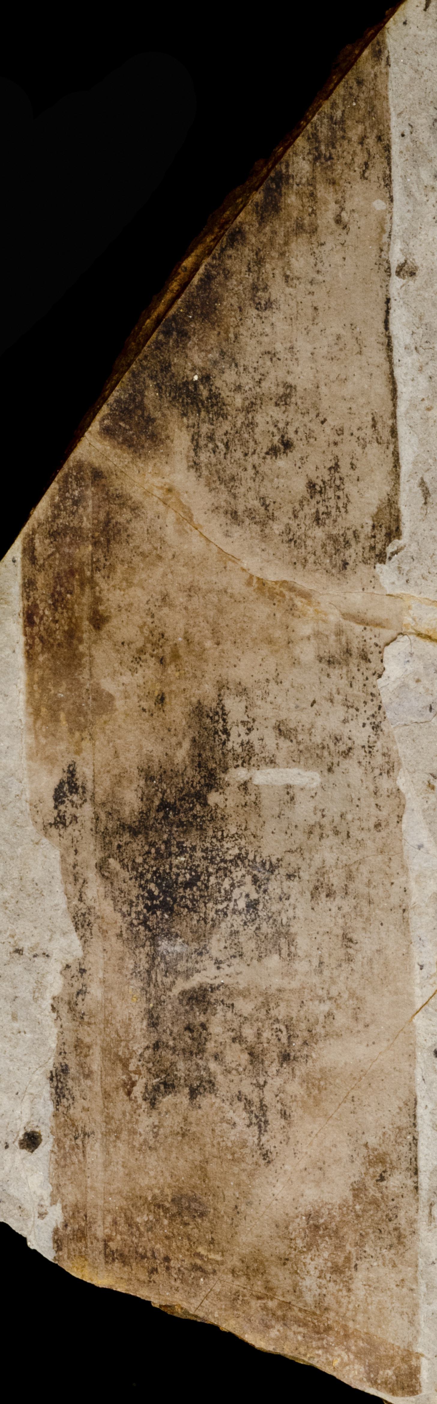 Fossil Image