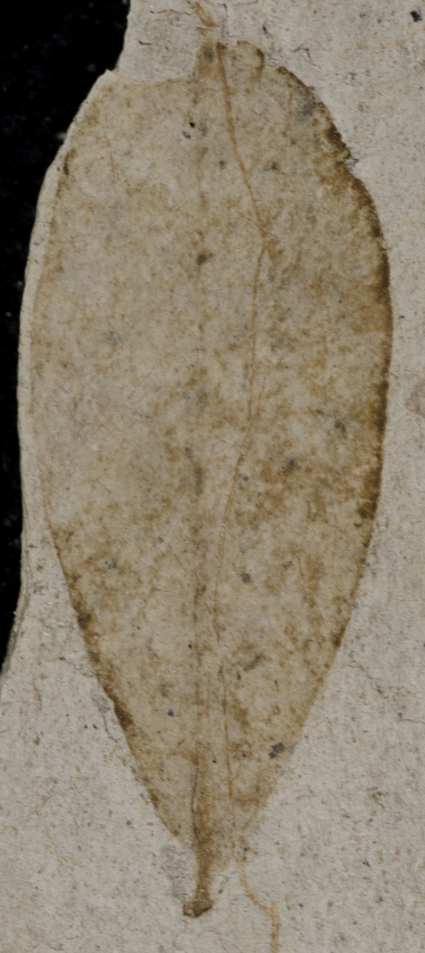 Fossil Image